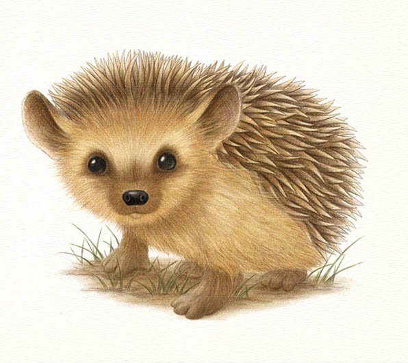 Hedgehog.jpg