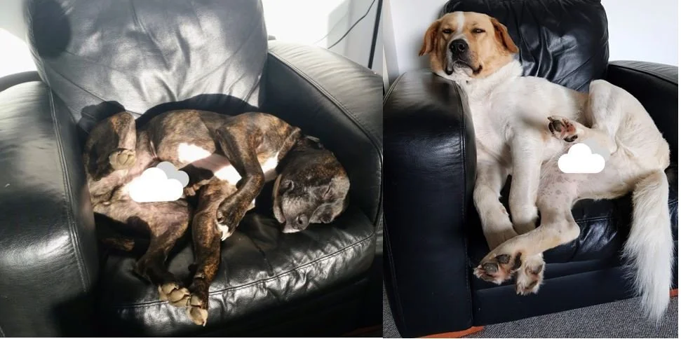 Understanding Pet Bereavement: Why Losing a Pet Hurts So Much