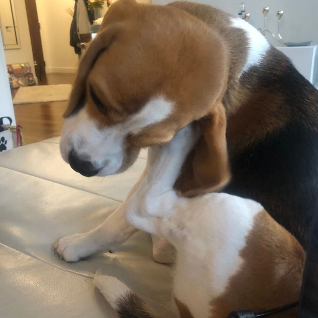 Welche Arten Von Allergien Beeinflussen Den Beagle-Hund – MIIKME