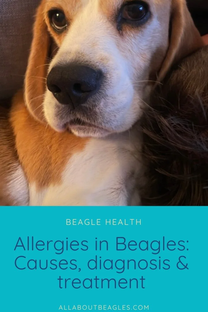 Allergies in Beagles: causes, diagnosis &amp; treatment