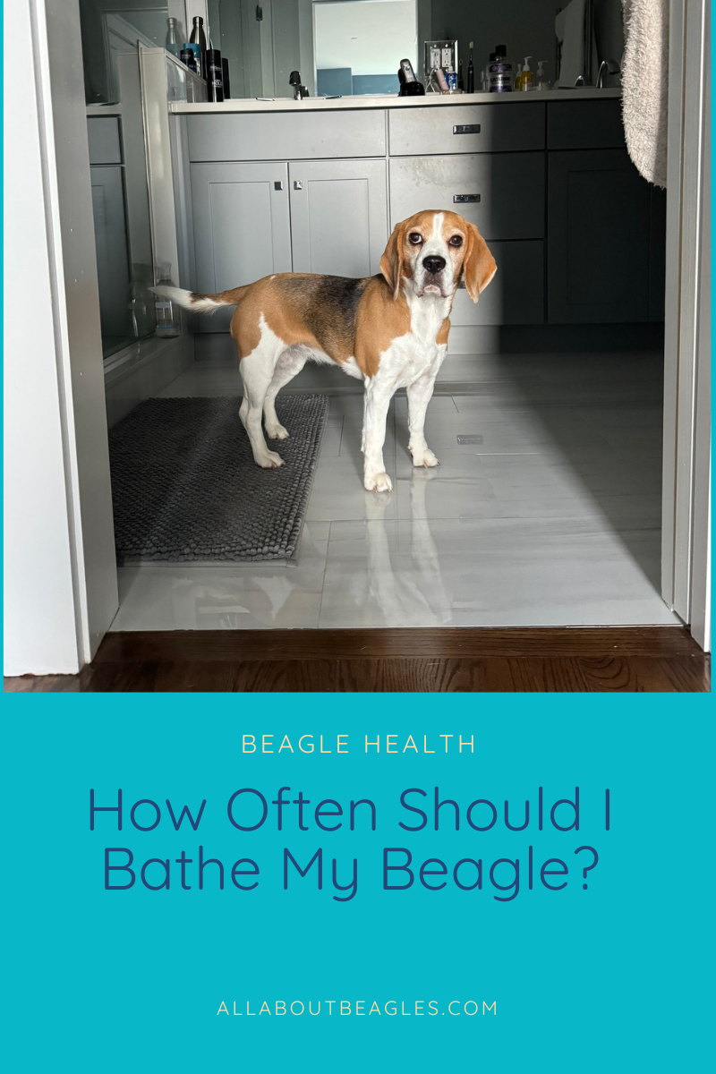 How often should I bathe my Beagle?