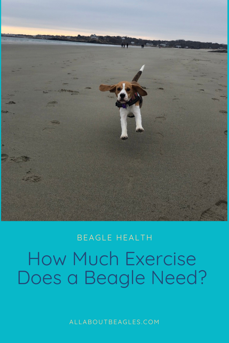 How much exercise does a Beagle need? Top tips to keep your Beagle in shape!