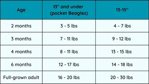 How much should a Beagle weigh? — All About Beagles