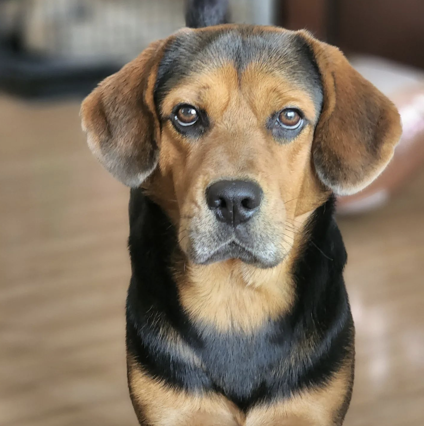 Shepherd Mix Puppy Chow Chow X Beagle Chow Chow X Beagle Store