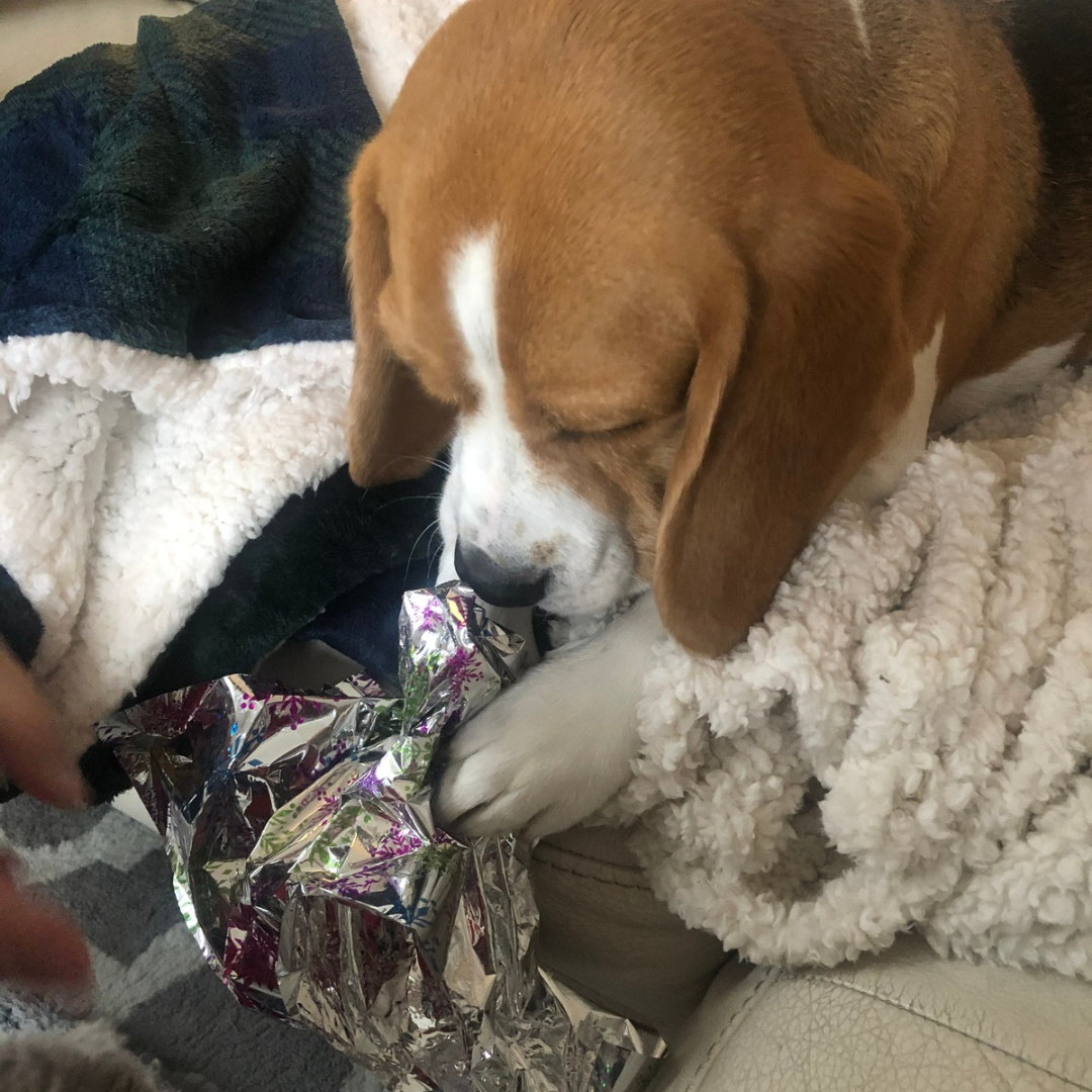 Are Beagles Aggressive Chewers? — All About Beagles