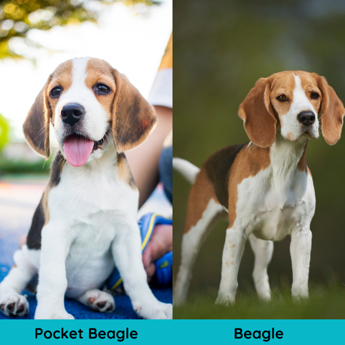What is a Pocket Beagle? Everything you need to know about tiny Beagles ...