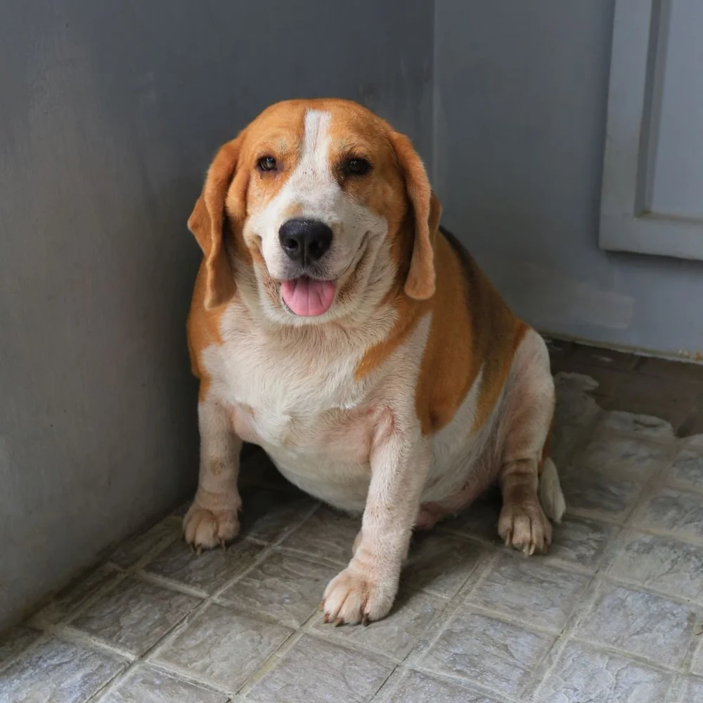 How much should a Beagle weigh? — All About Beagles