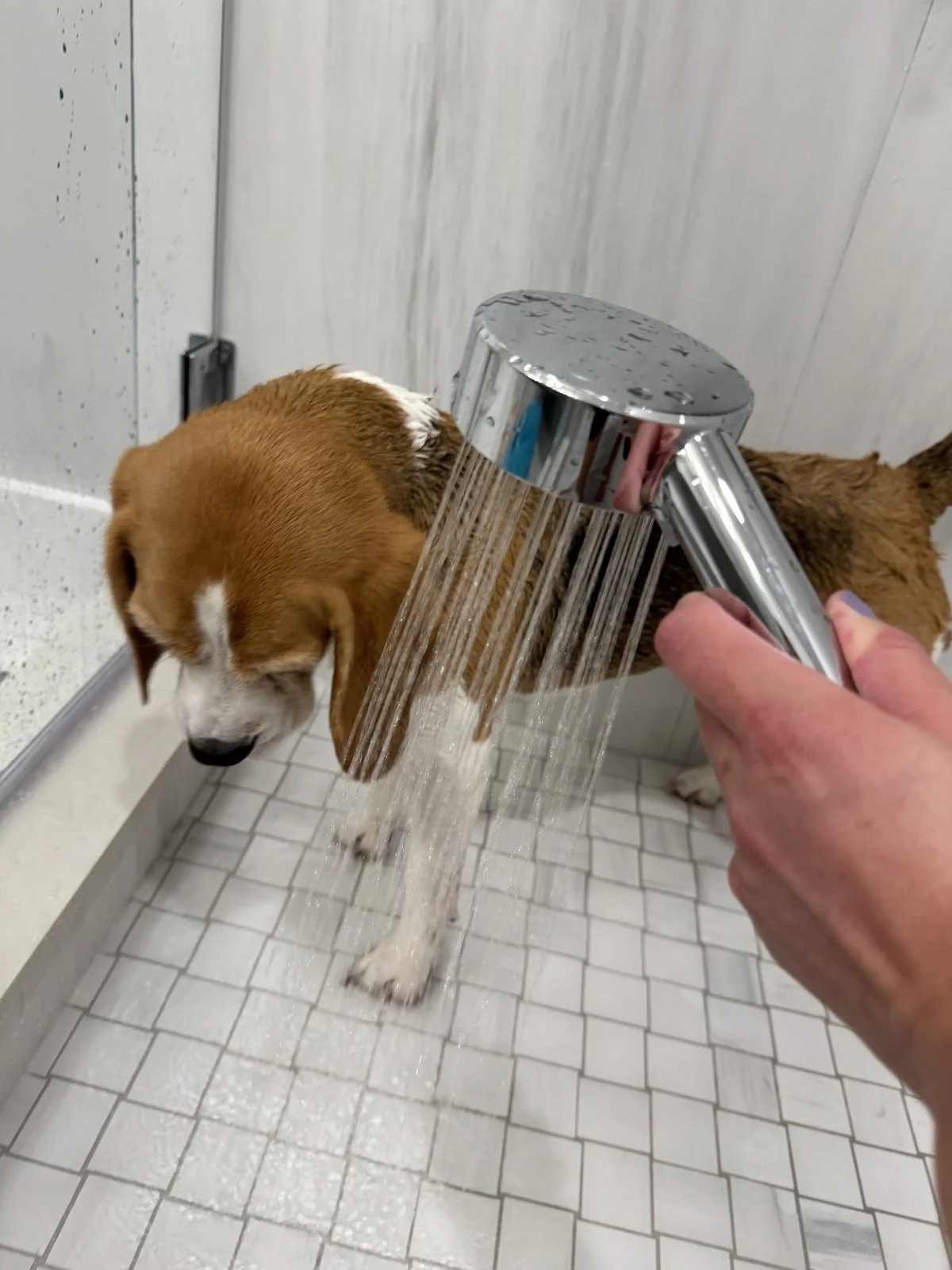 How Often Should I Bathe My Beagle? — All About Beagles