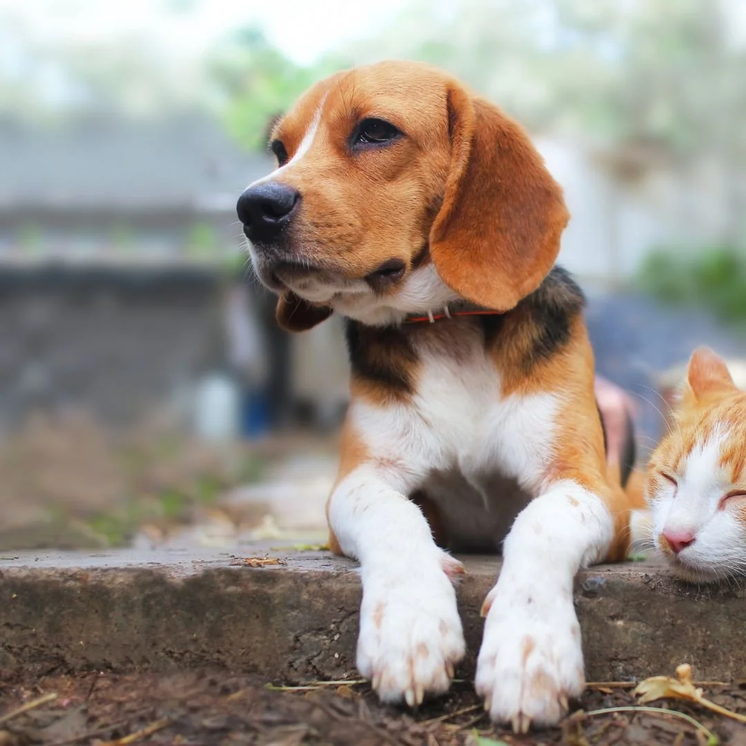 Breed info — All About Beagles