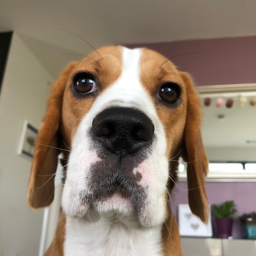 Calm Beagle sitting quietly, showing trained behavior