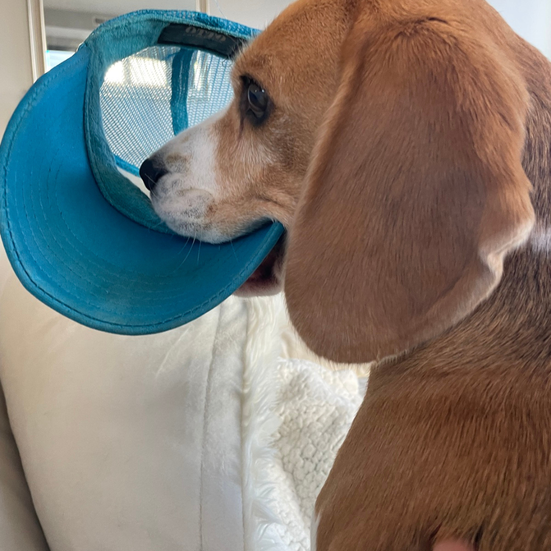 Are Beagles Aggressive Chewers? — All About Beagles