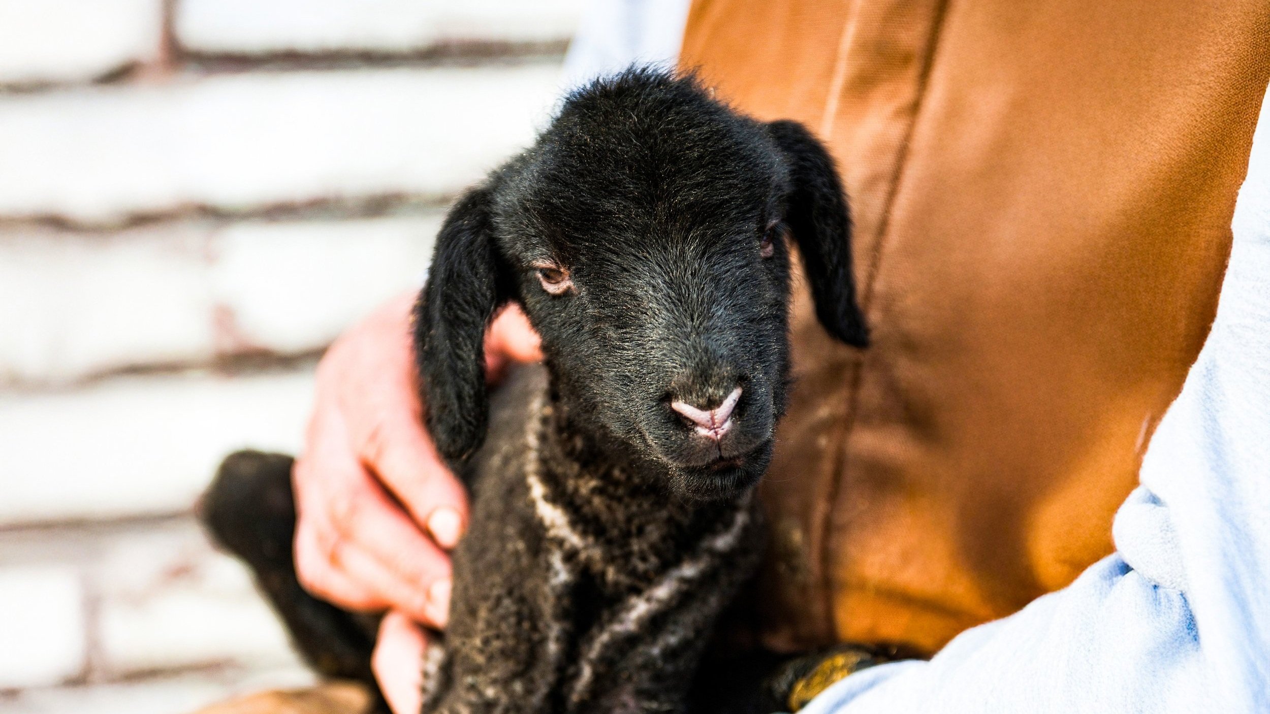Lamb-Black.jpg