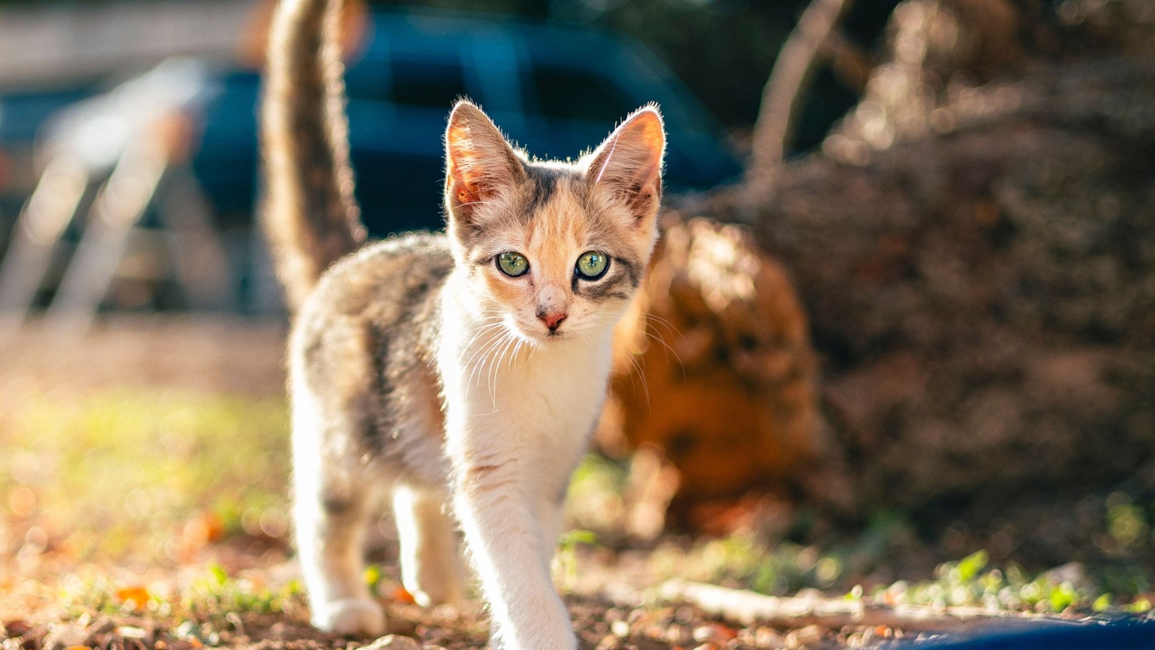 curious-kitten-in-a-sunny-outdoor-setting-2025-02-10-06-38-16-utc.jpg