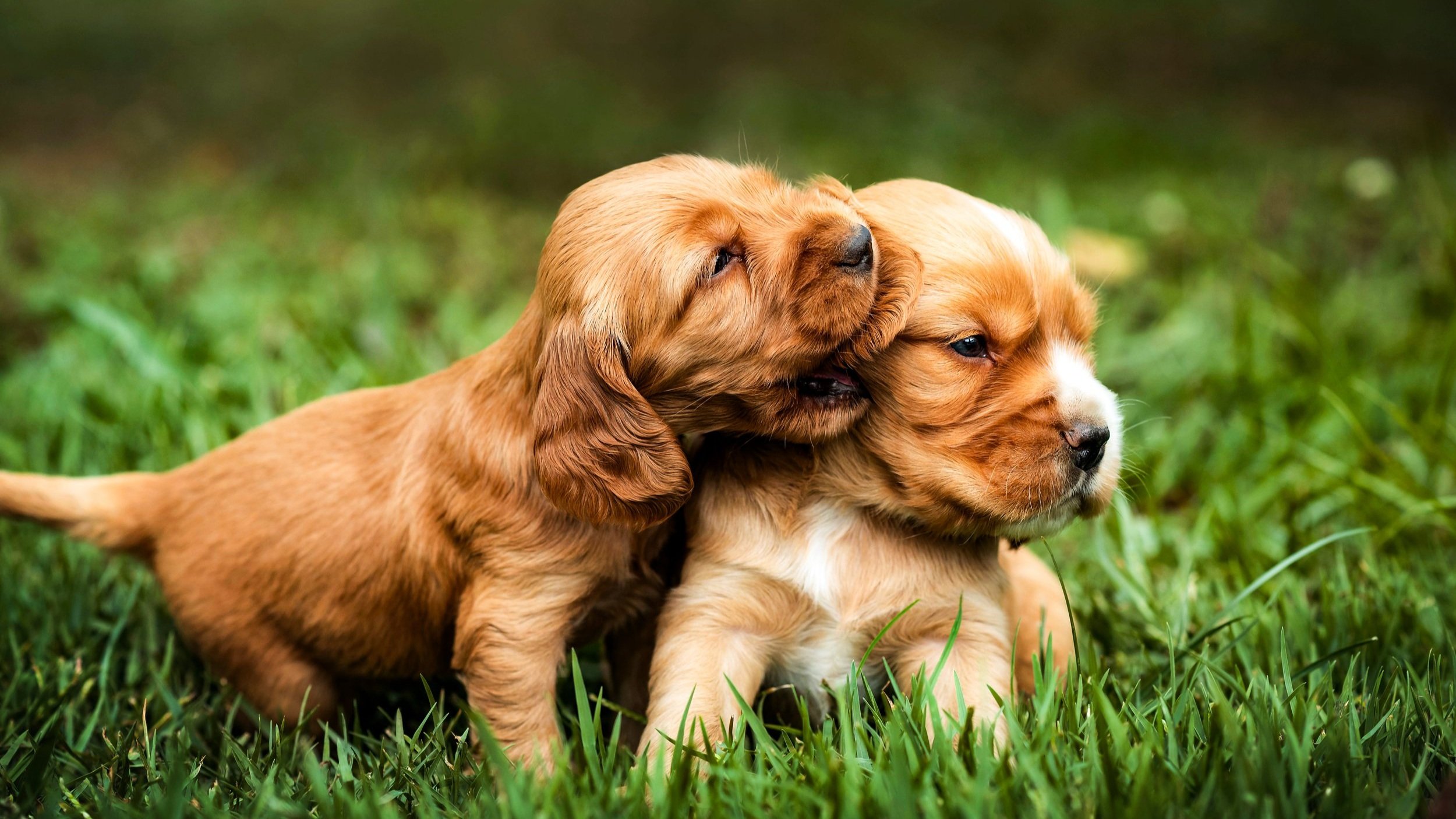 2-PUPPIES.jpg