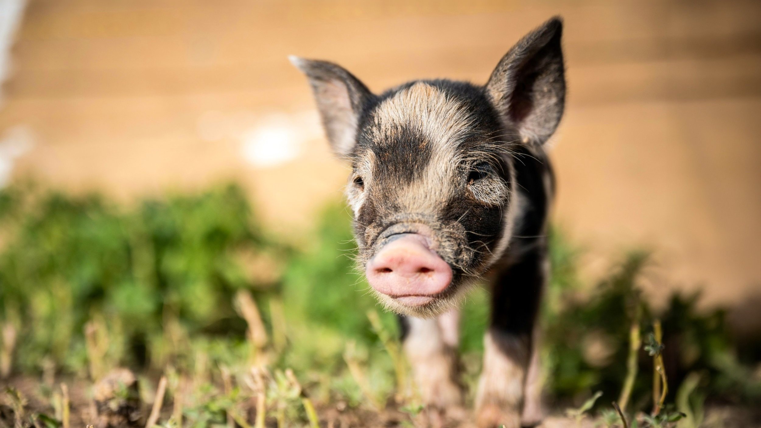 PIGLET+-+3.jpg
