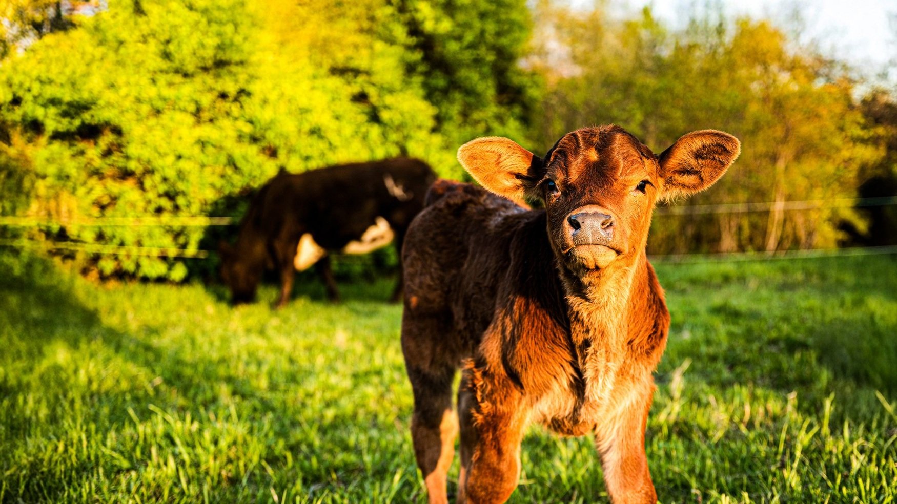 Brown Calf-3.jpg