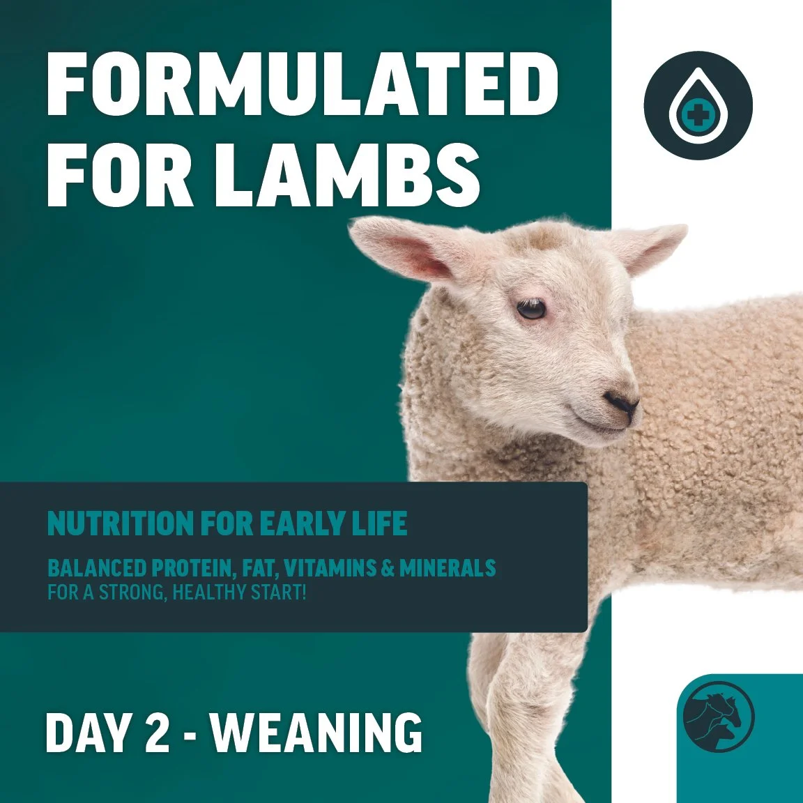 LAMB-PLUS-1.jpg