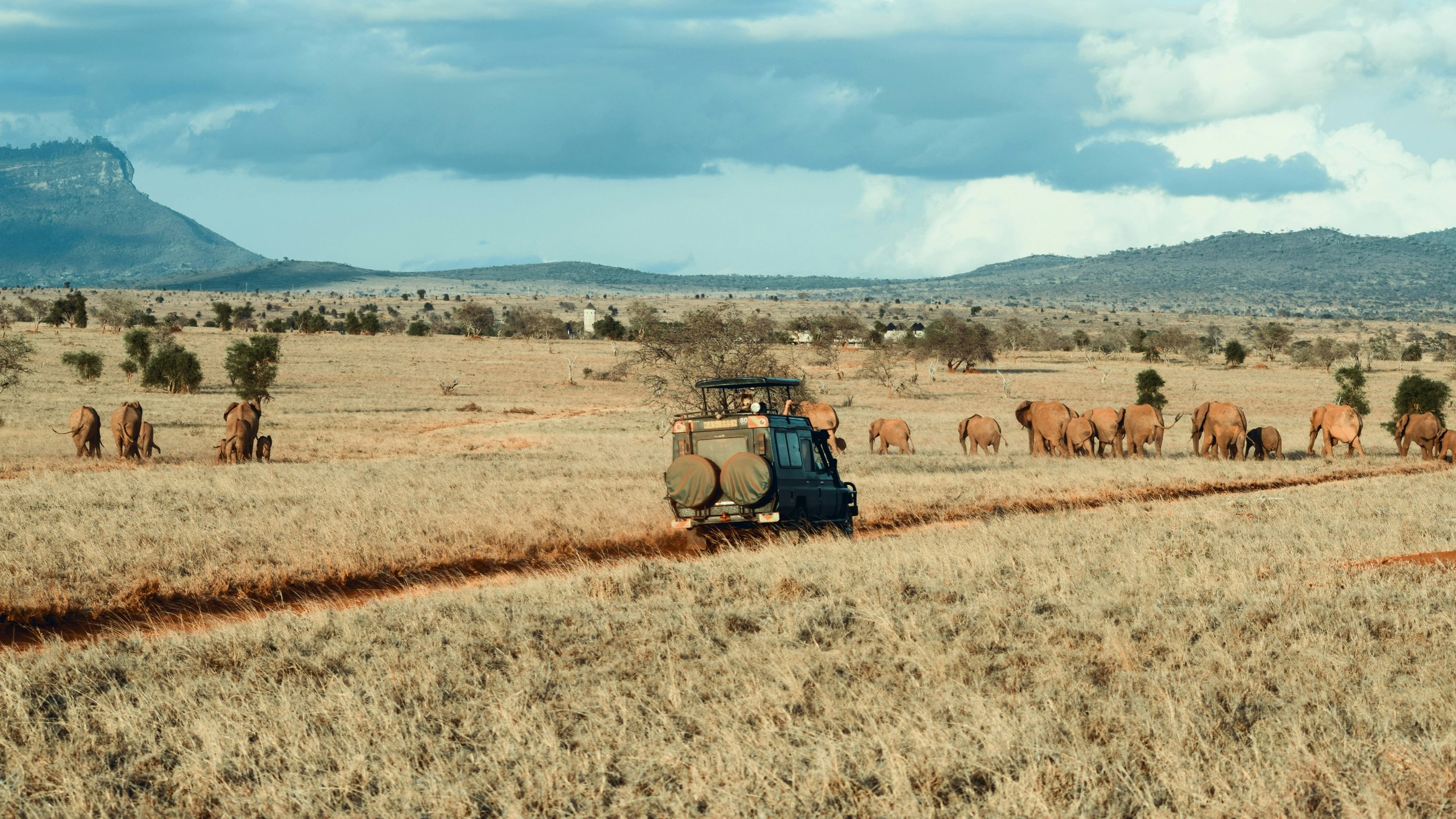 Jeep and Elephants.jpg