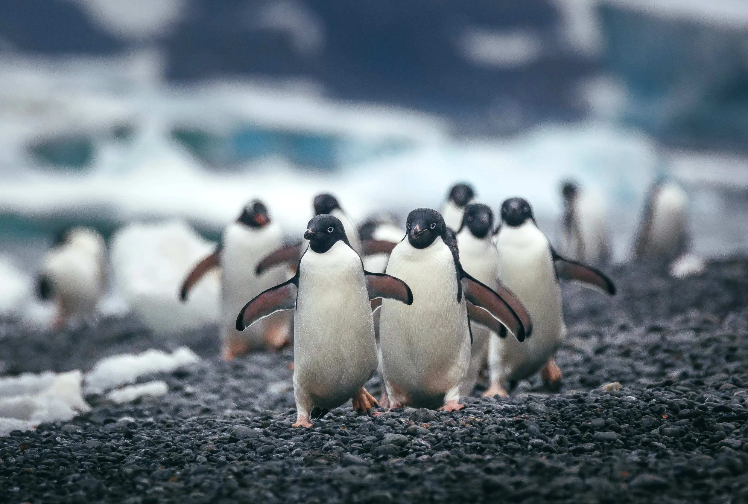 penguins.jpg