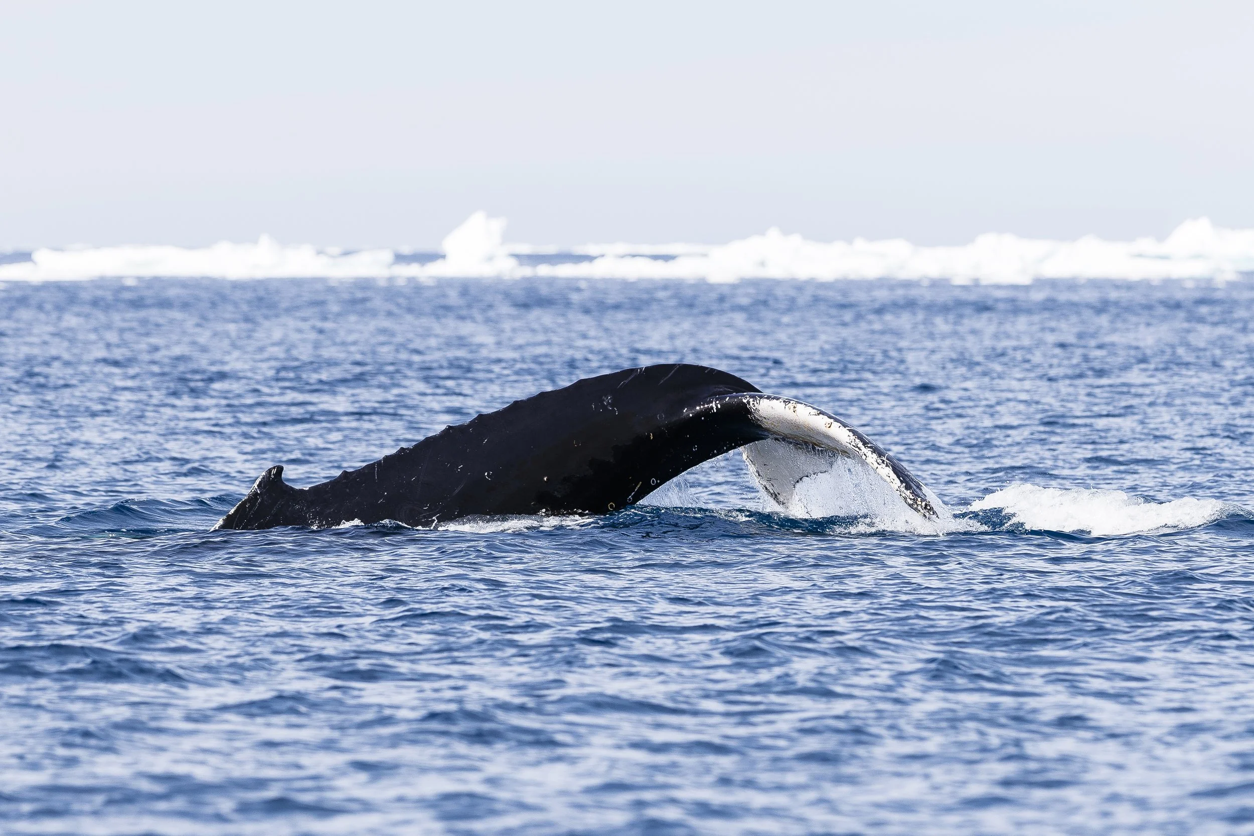 whale.jpg