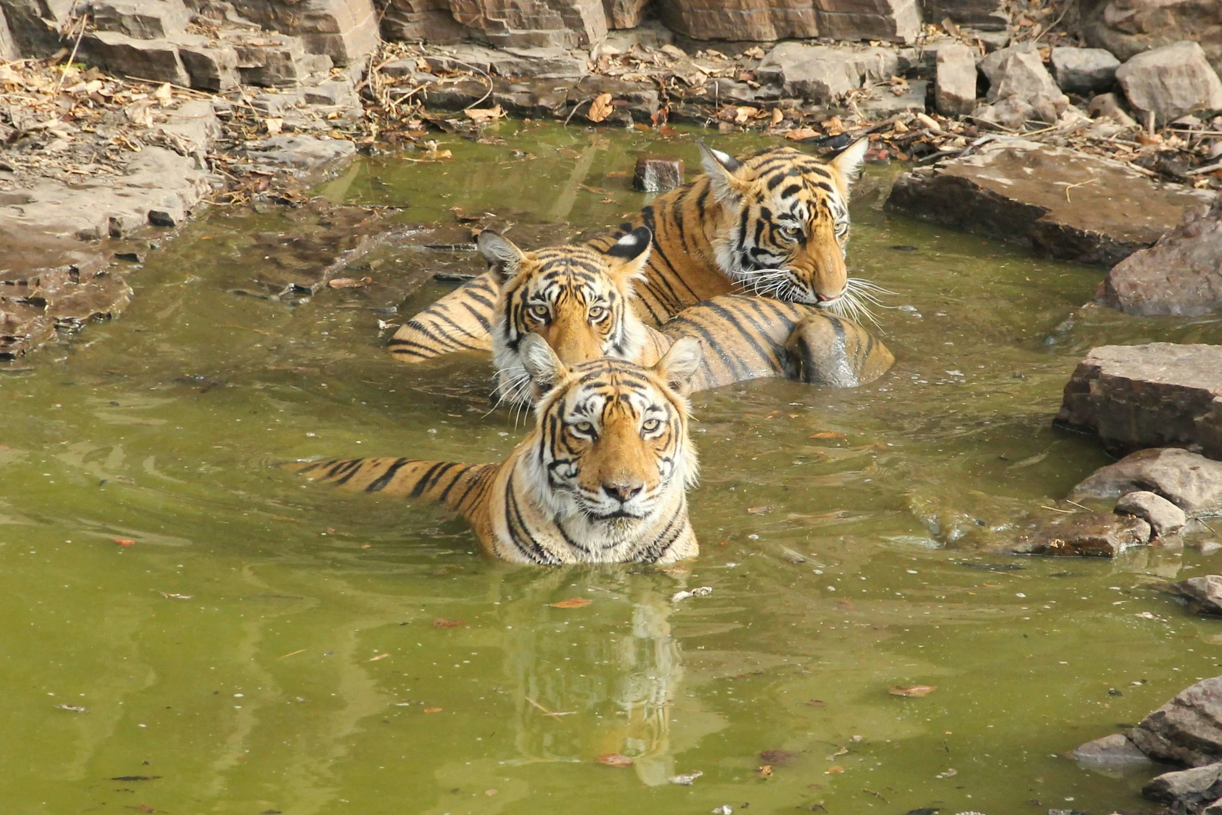 Ranthambore National Park.jpg