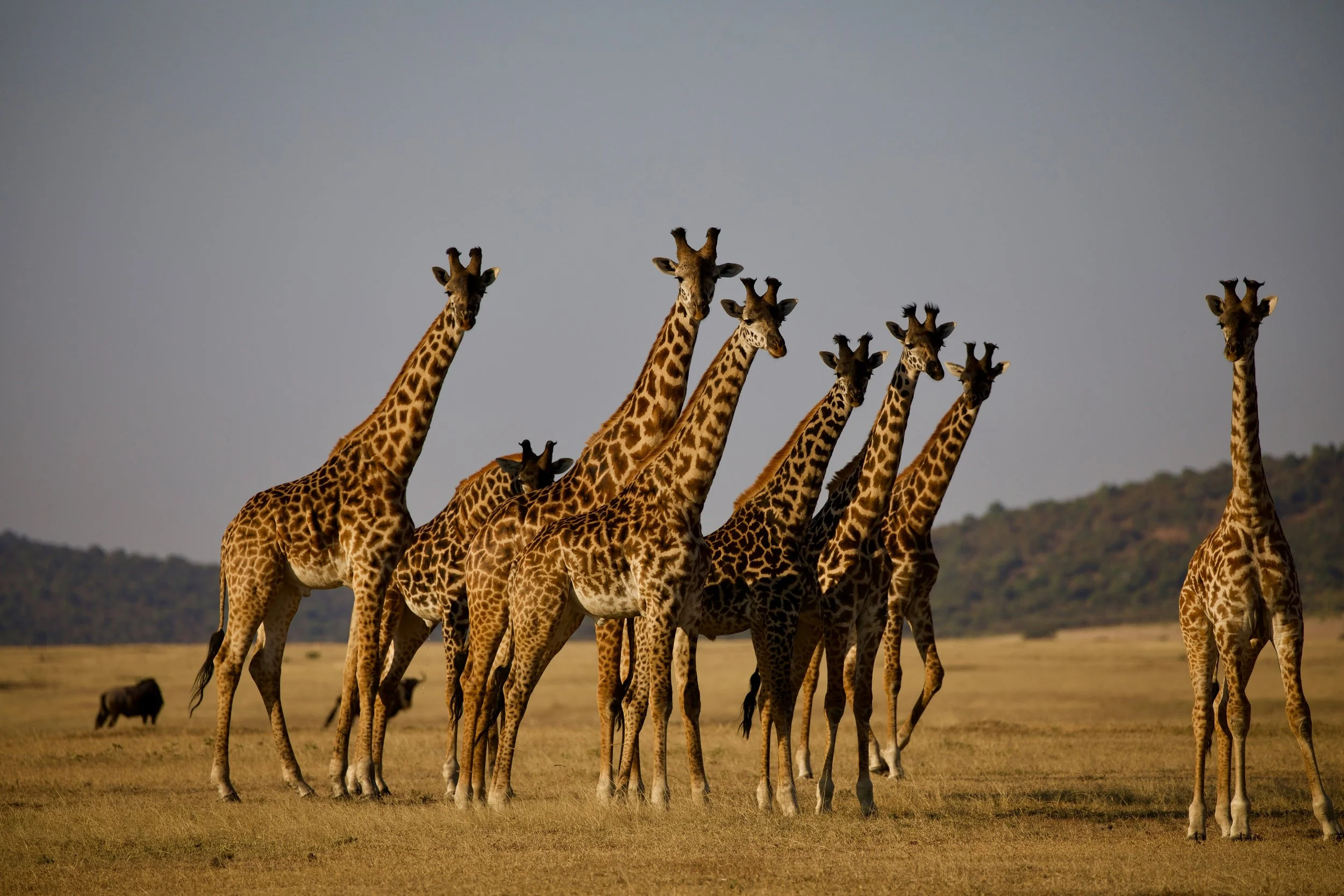Lesbian Africa Safari