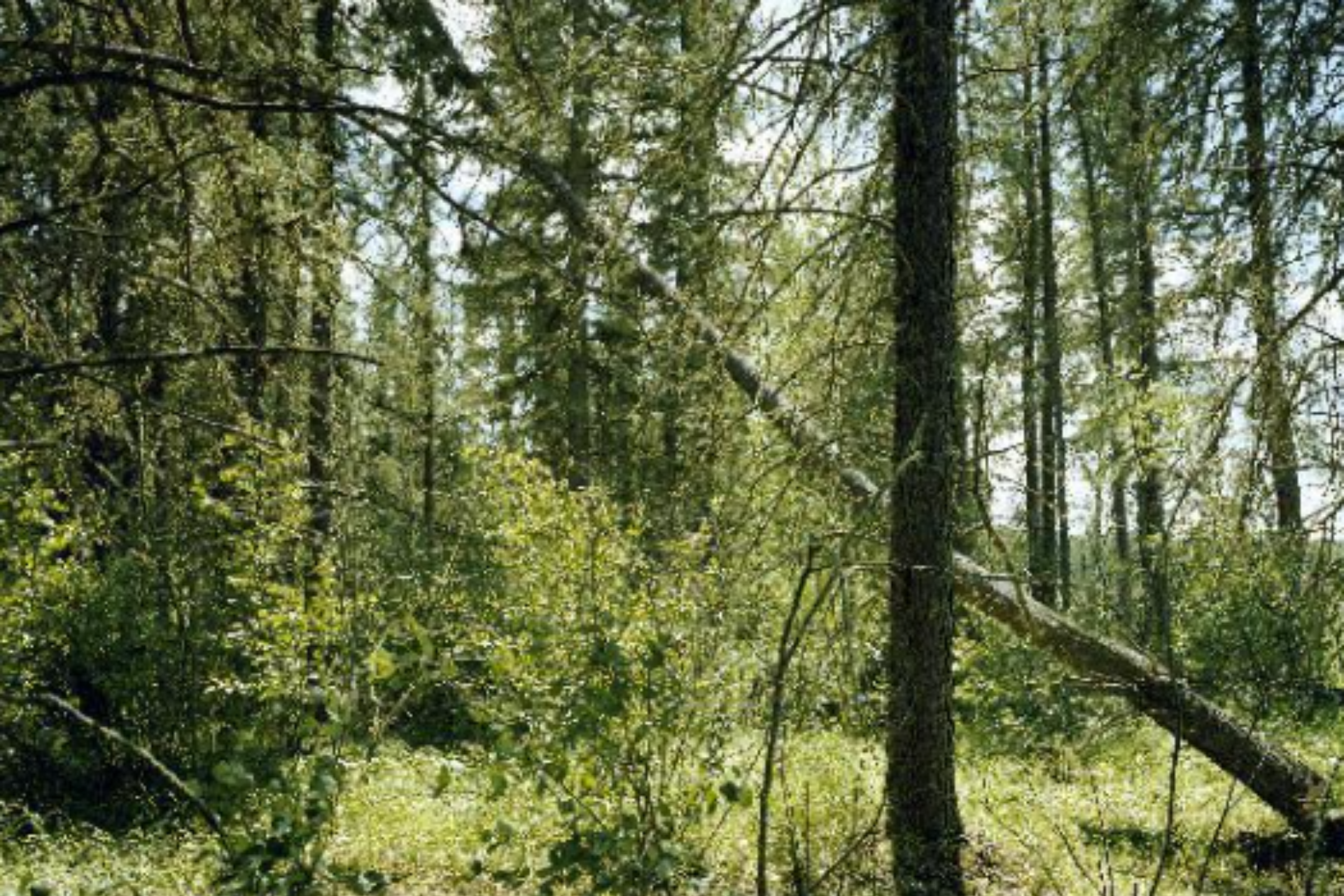 Silent Film of a Tree Falling in the Forest