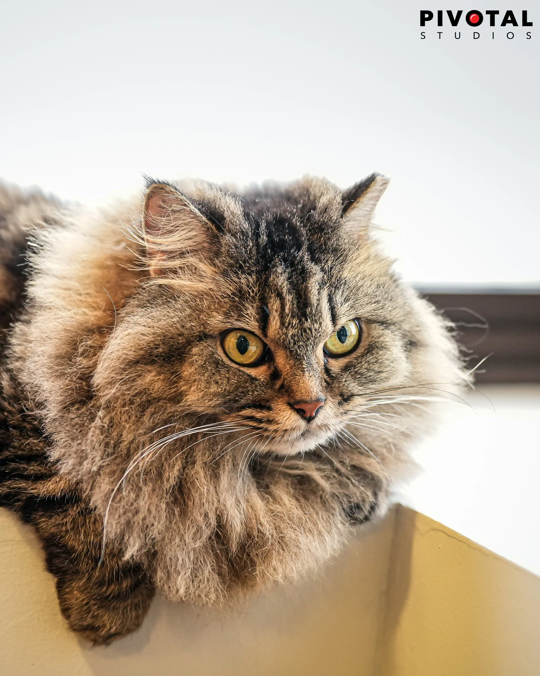 Meow_15.jpg
