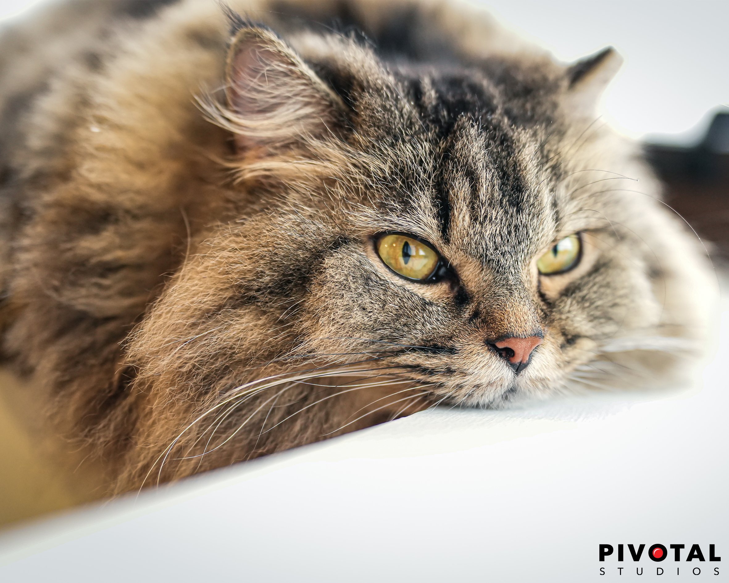 Meow_33.jpg