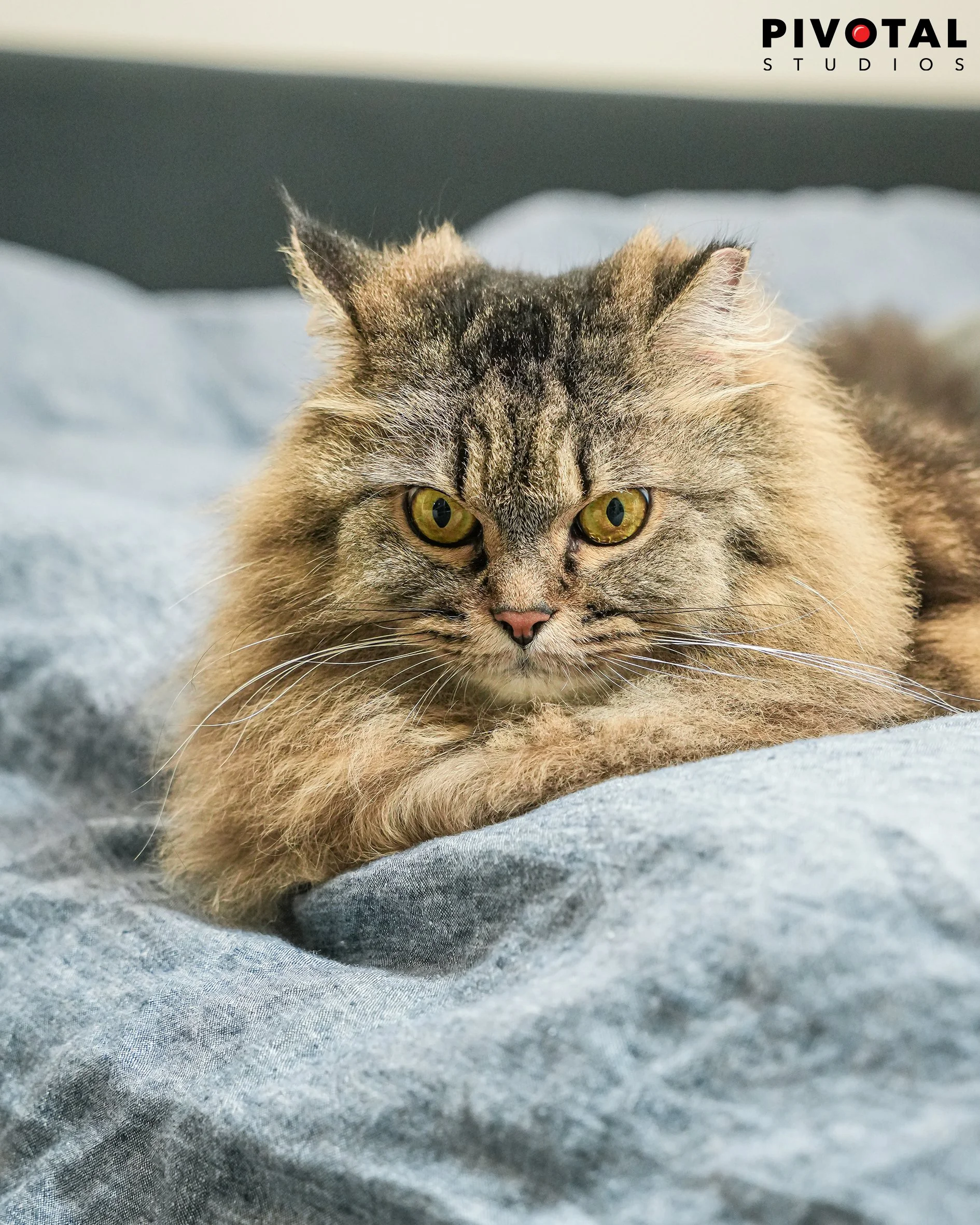 Meow_29.jpg