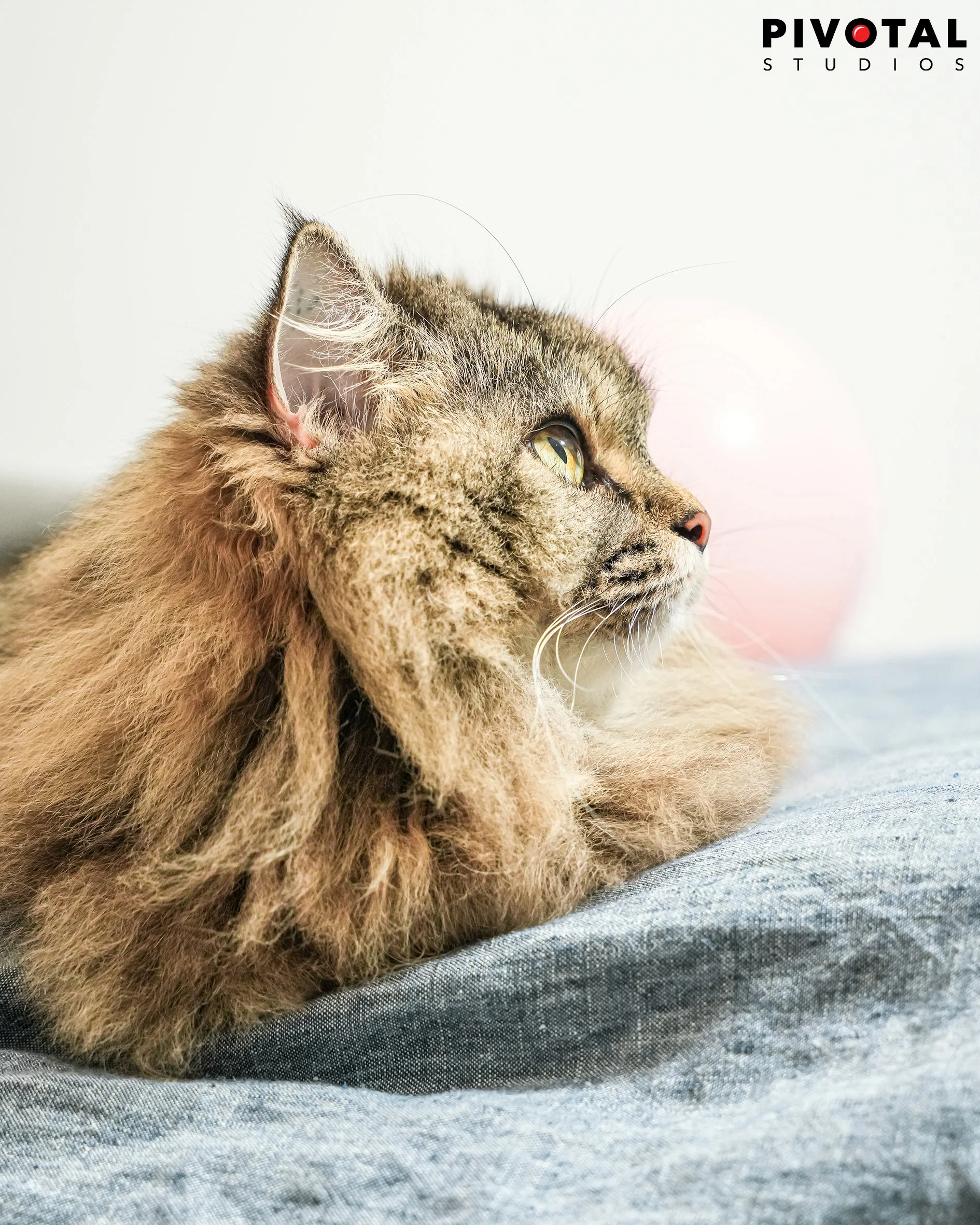 Meow_30.jpg