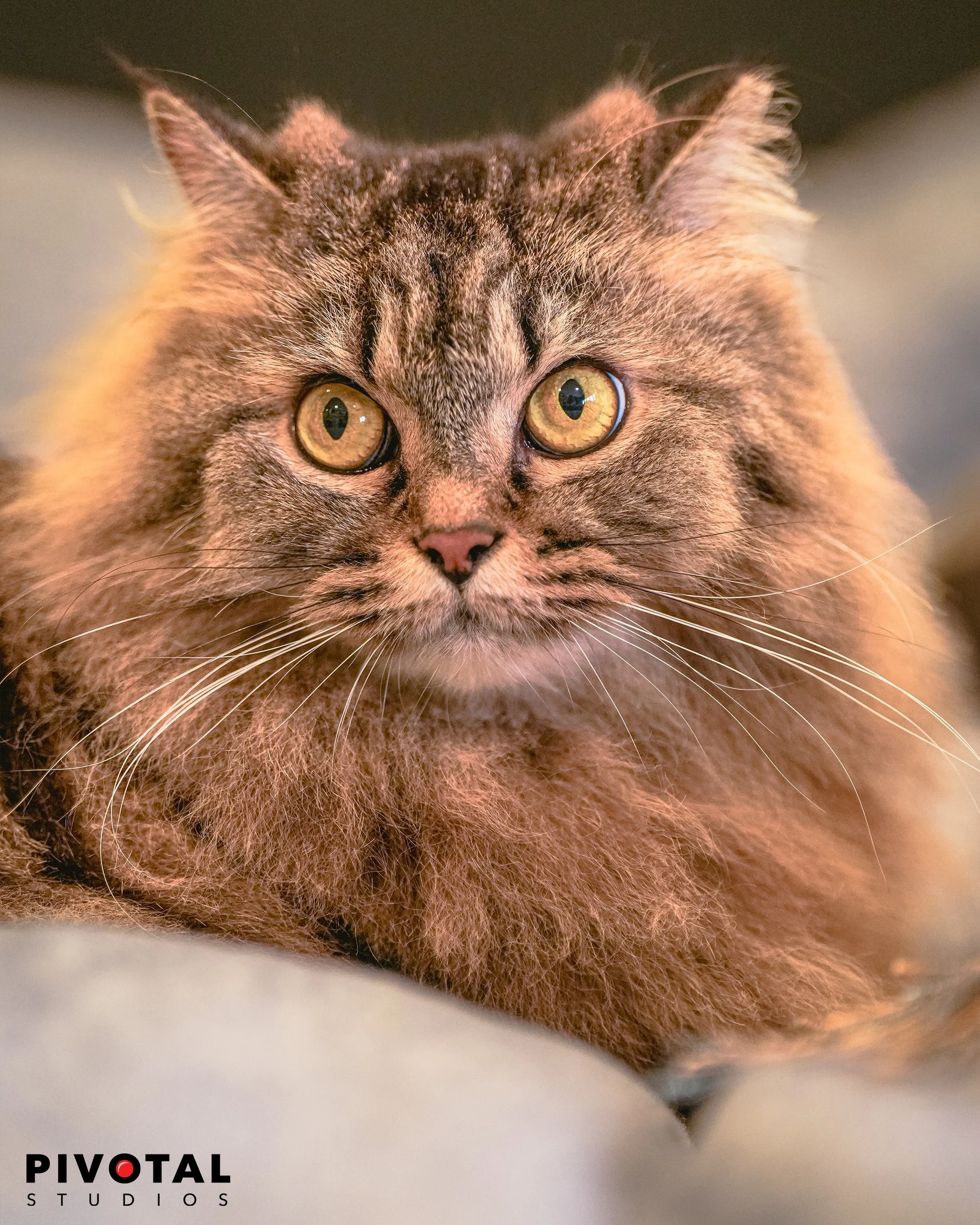 Meow_03.jpg