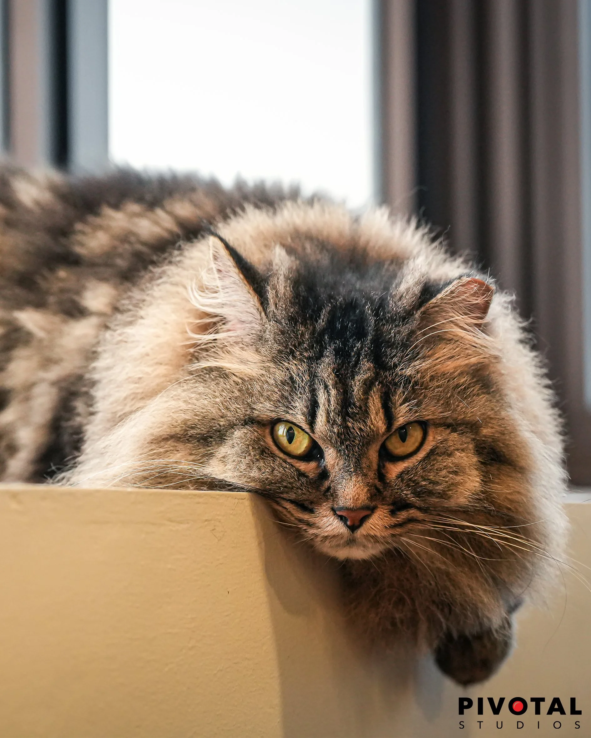 Meow_26.jpg