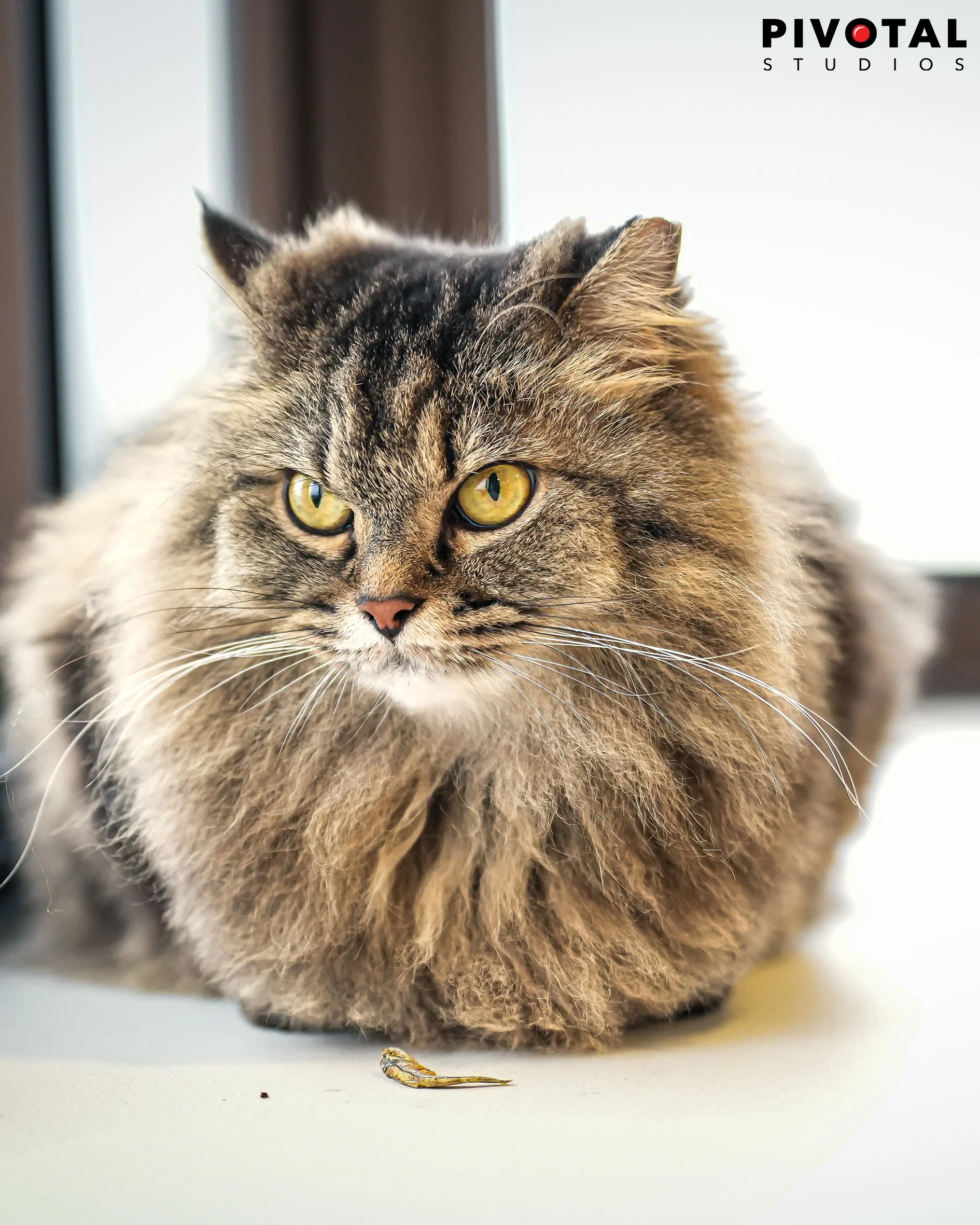 Meow_19.jpg