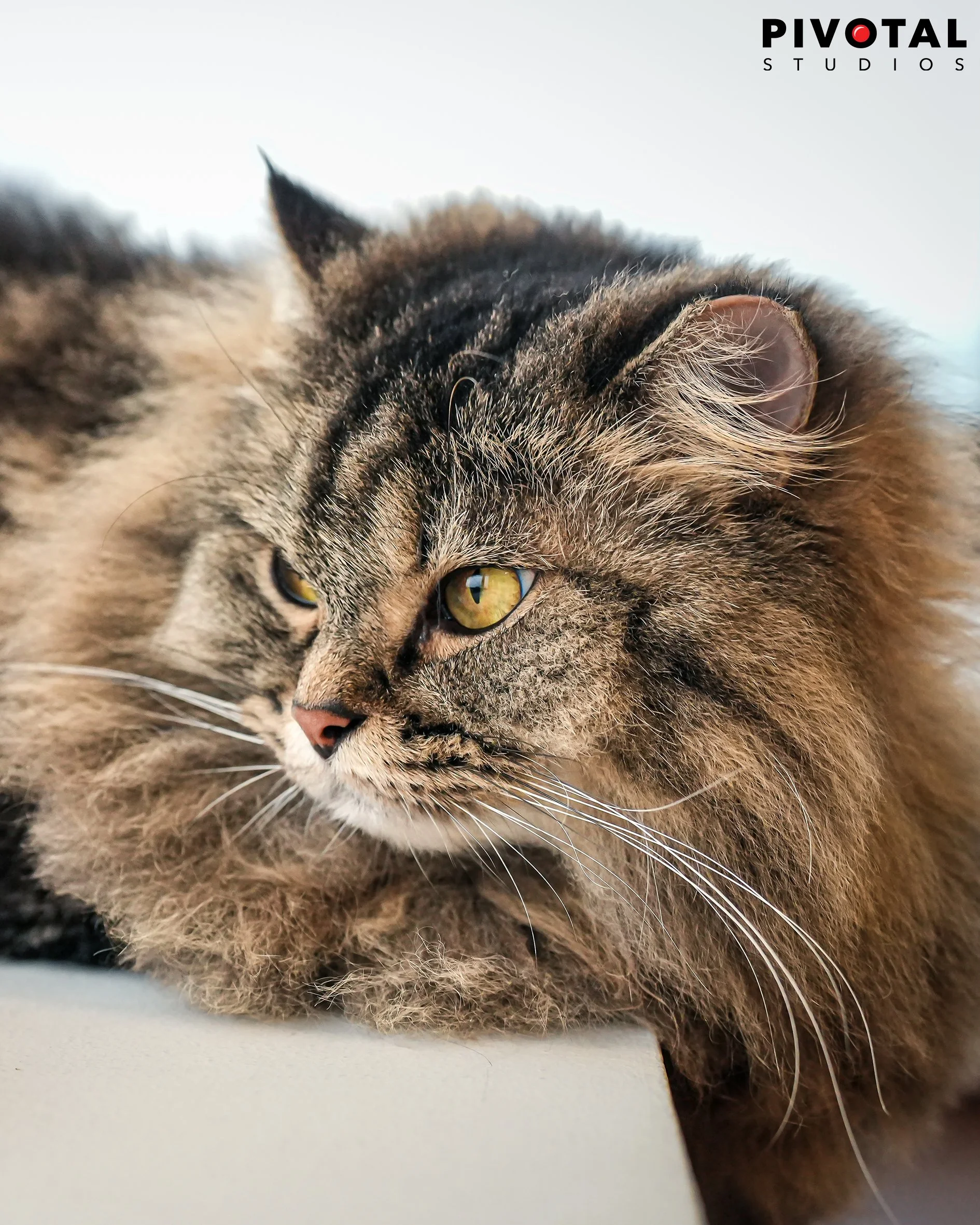 Meow_27.jpg