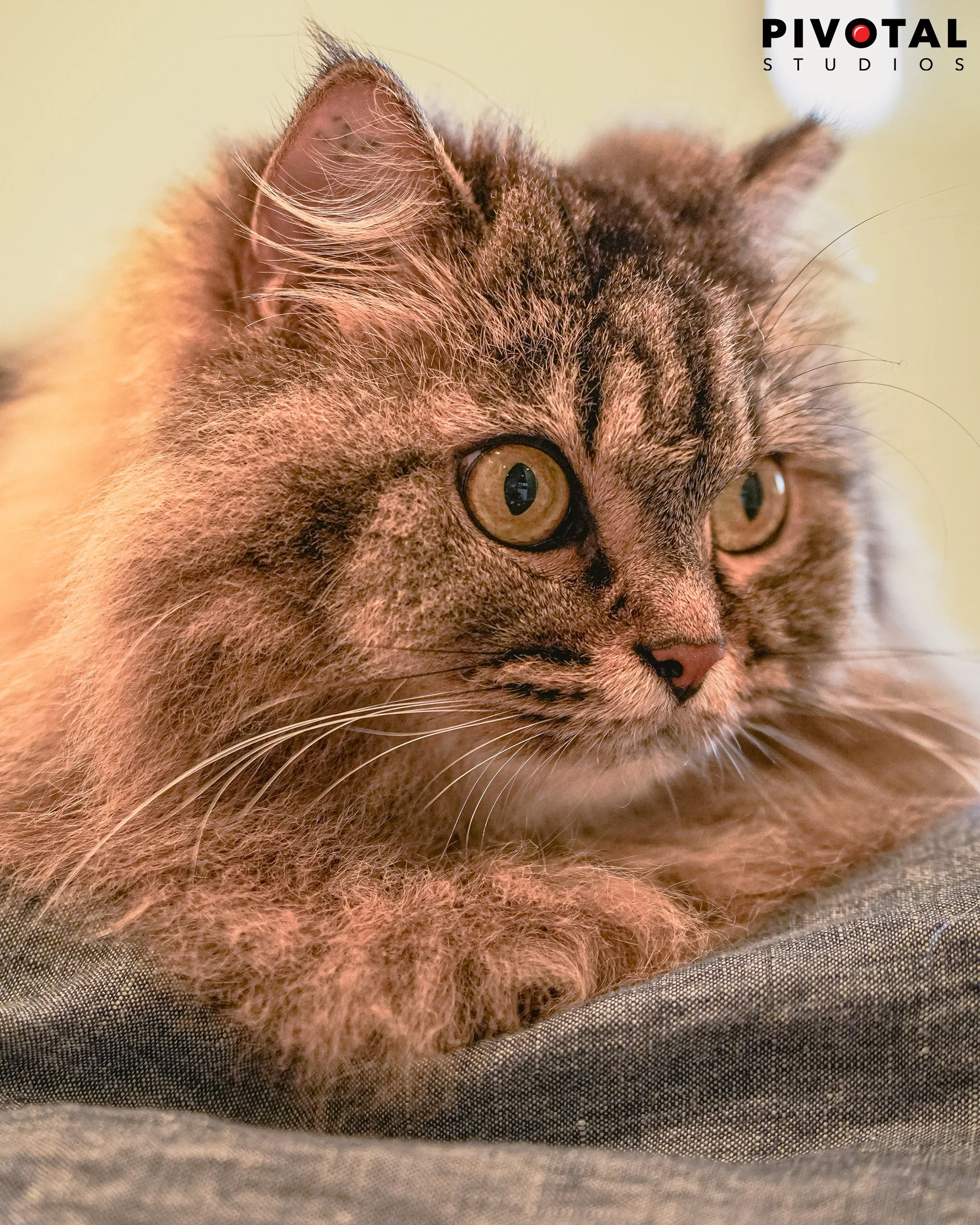 Meow_05.jpg