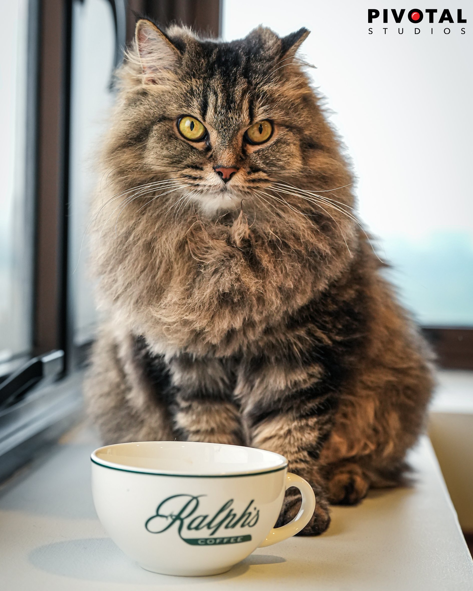 Meow_22.jpg