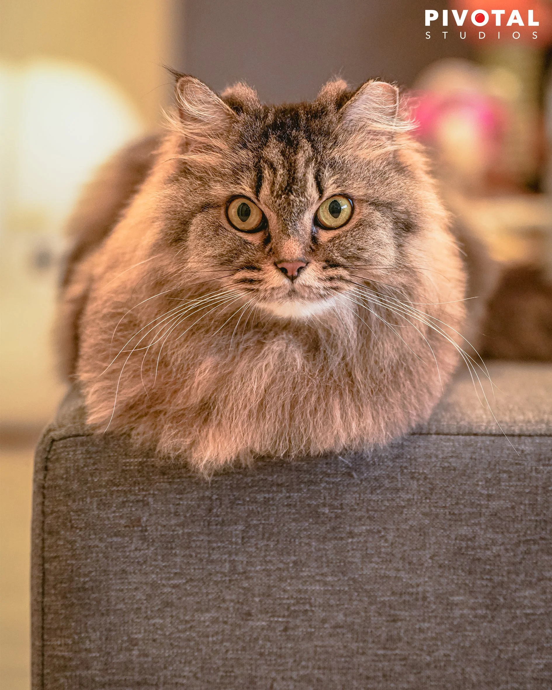 Meow_01.jpg