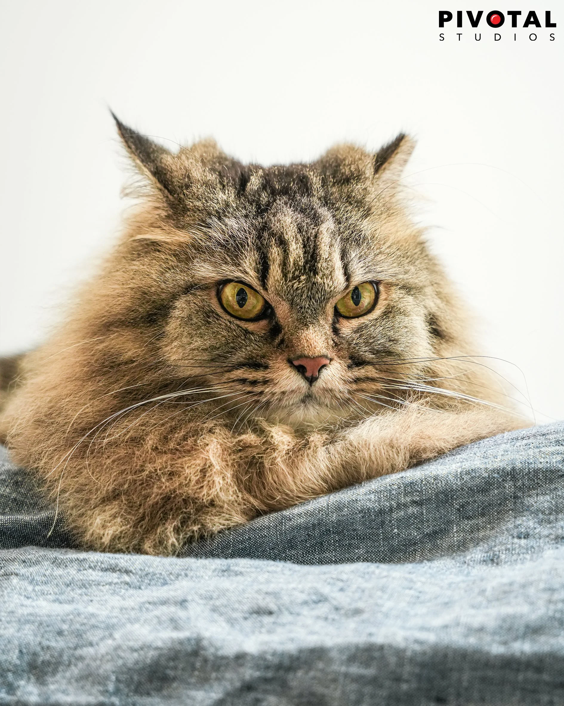 Meow_31.jpg