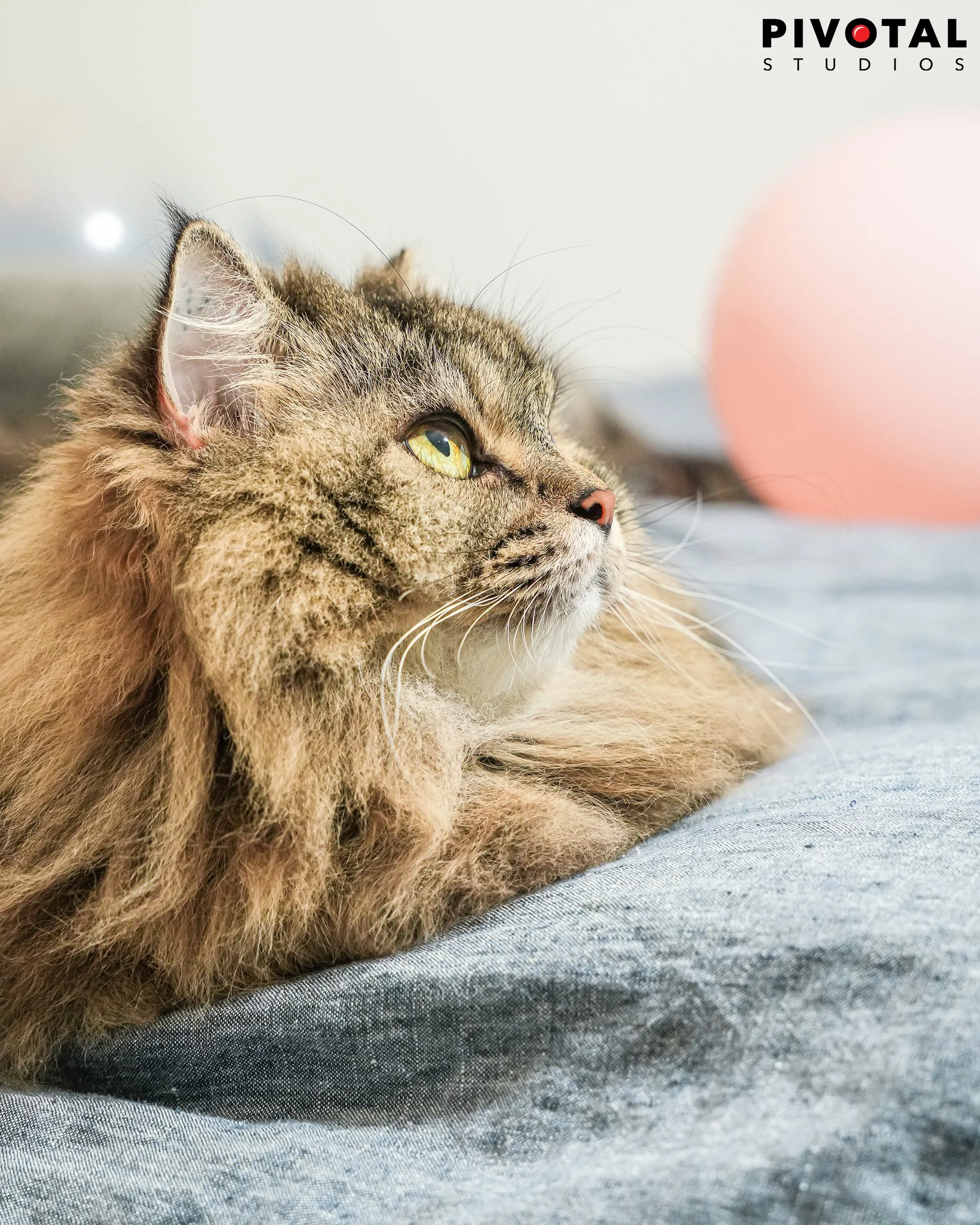 Meow_28.jpg