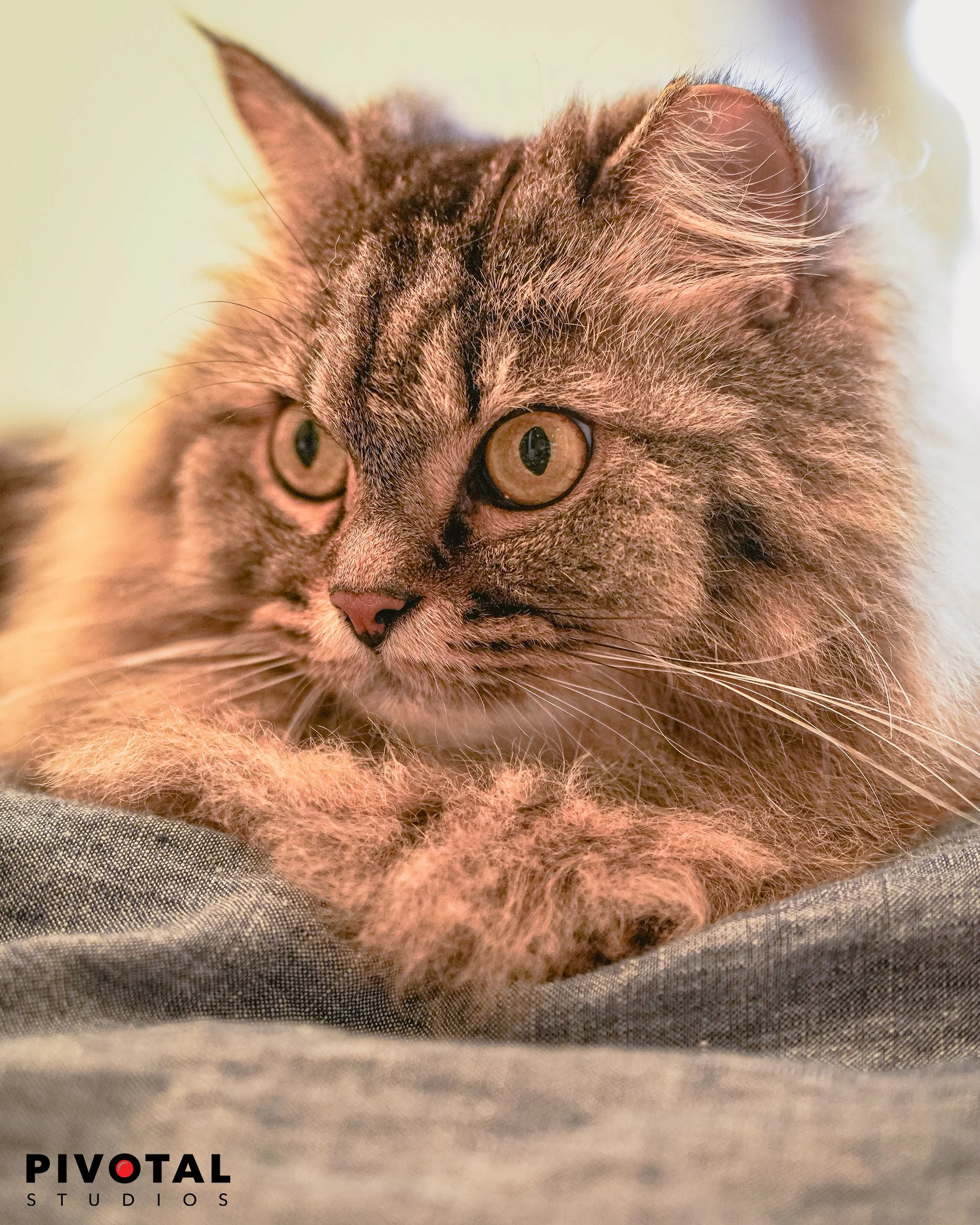 Meow_07.jpg