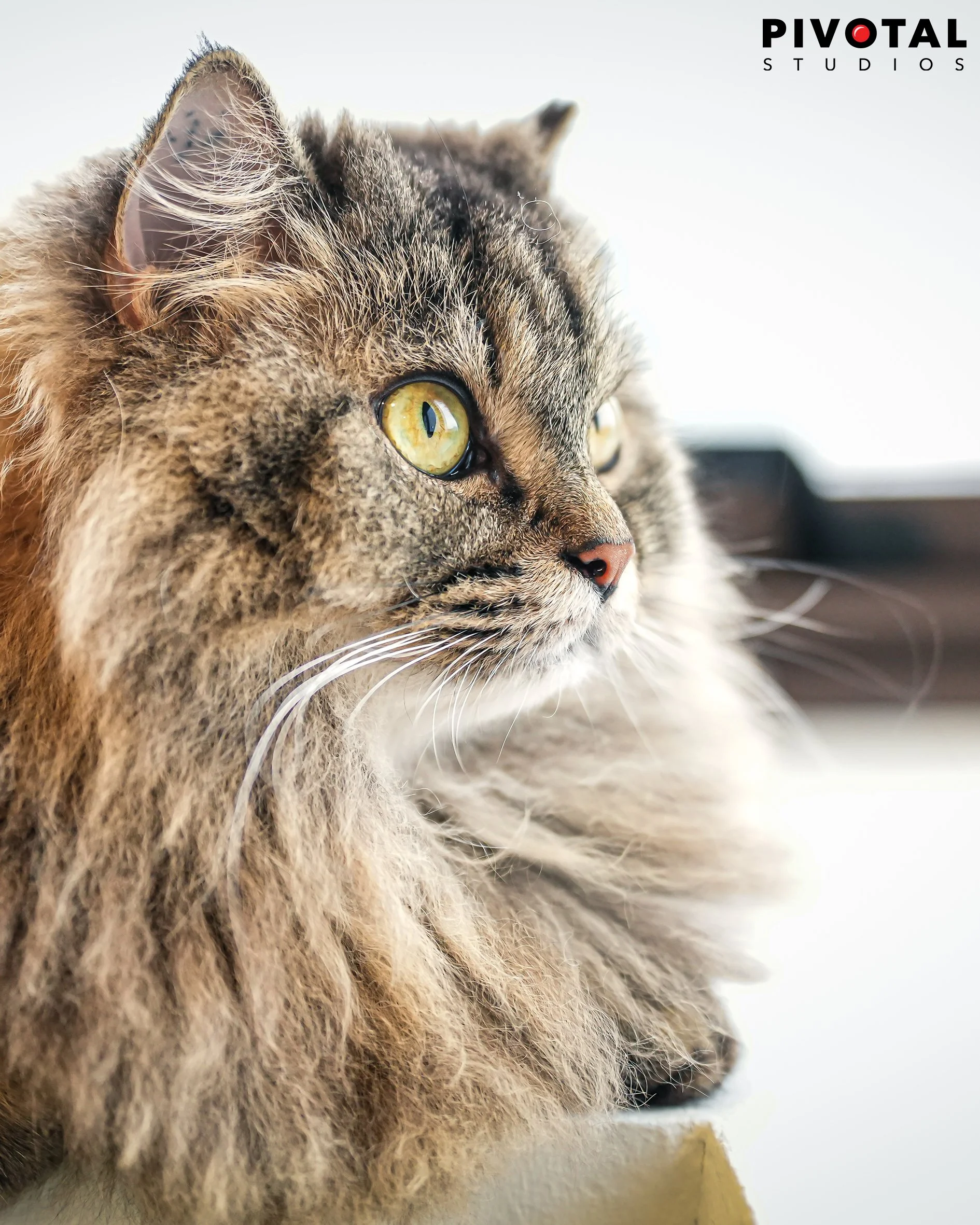 Meow_14.jpg