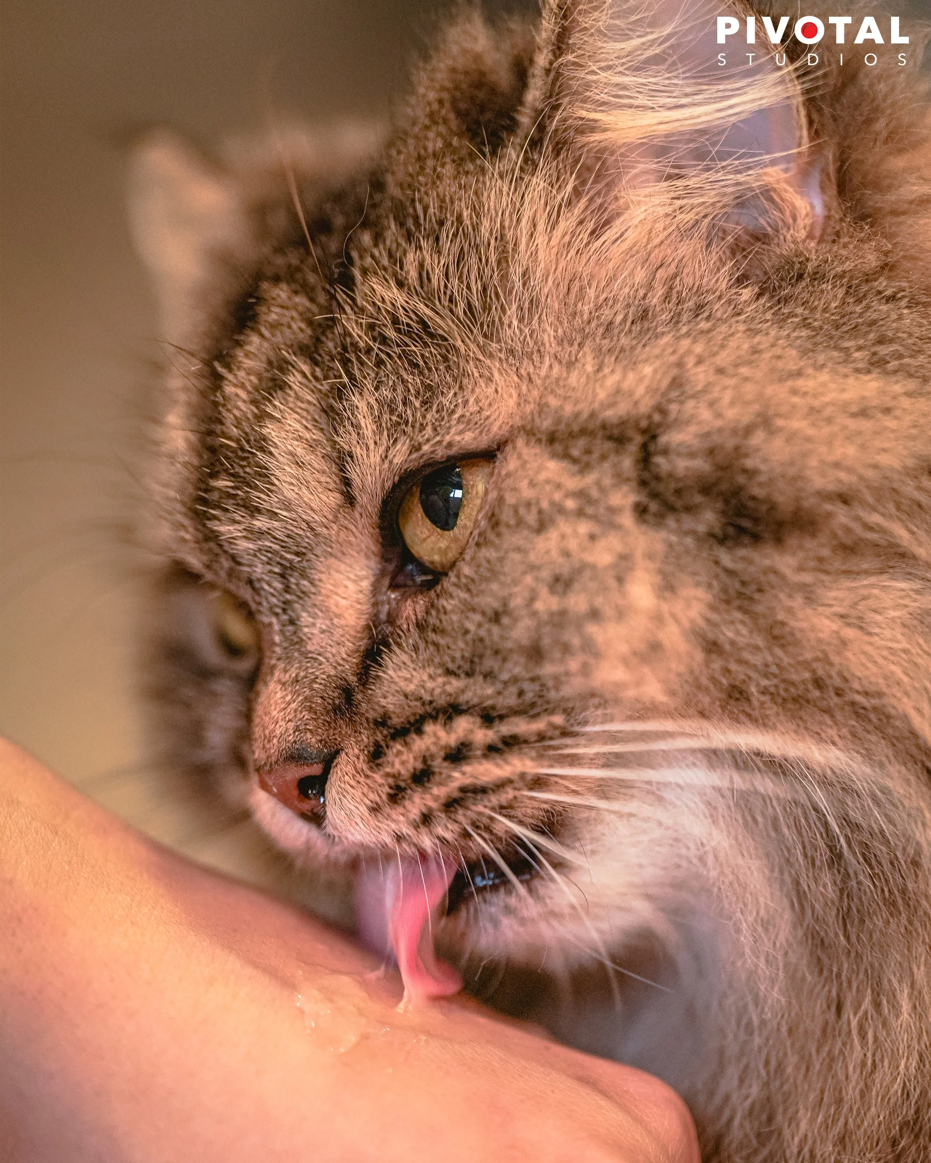 Meow_02.jpg