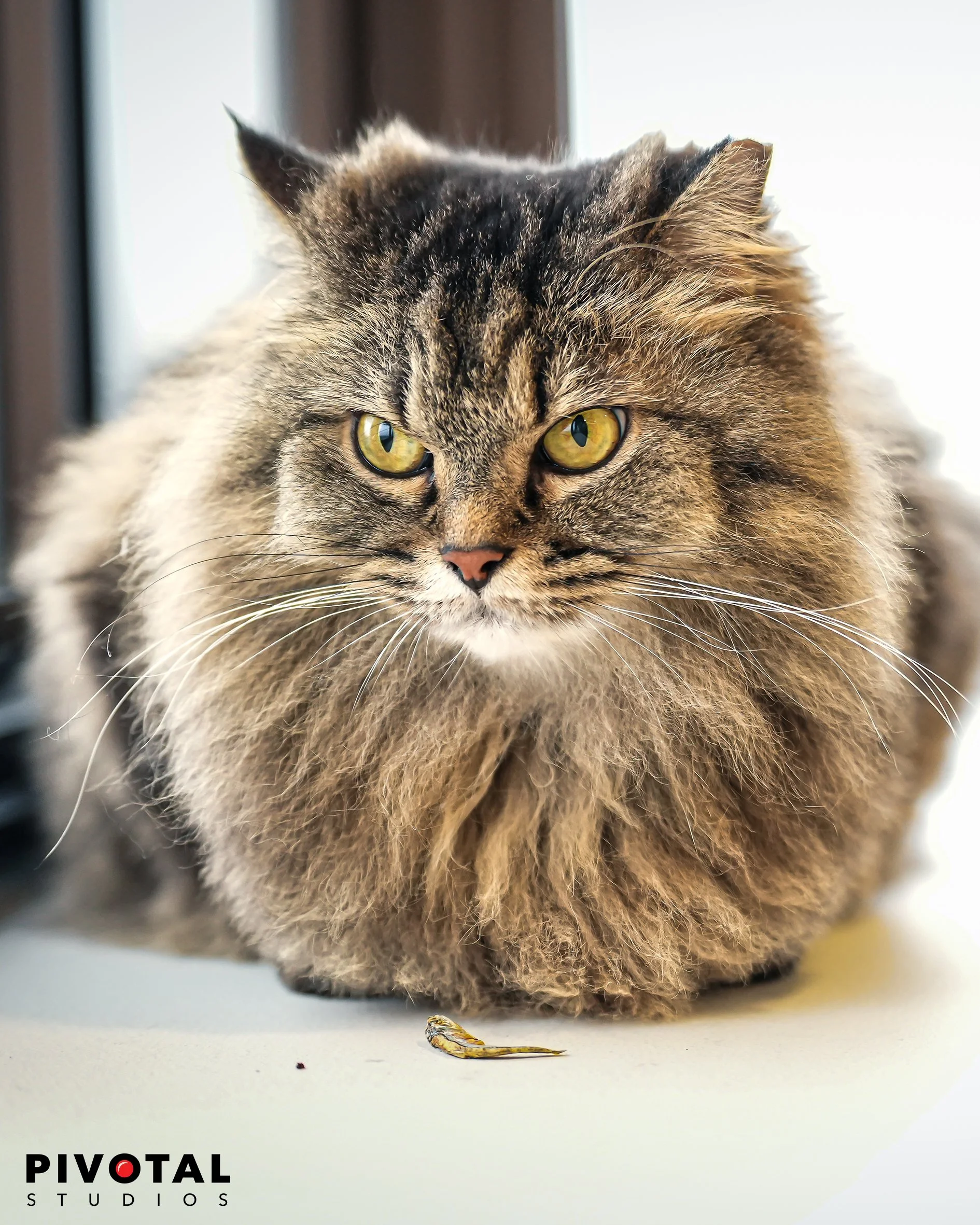Meow_18.jpg