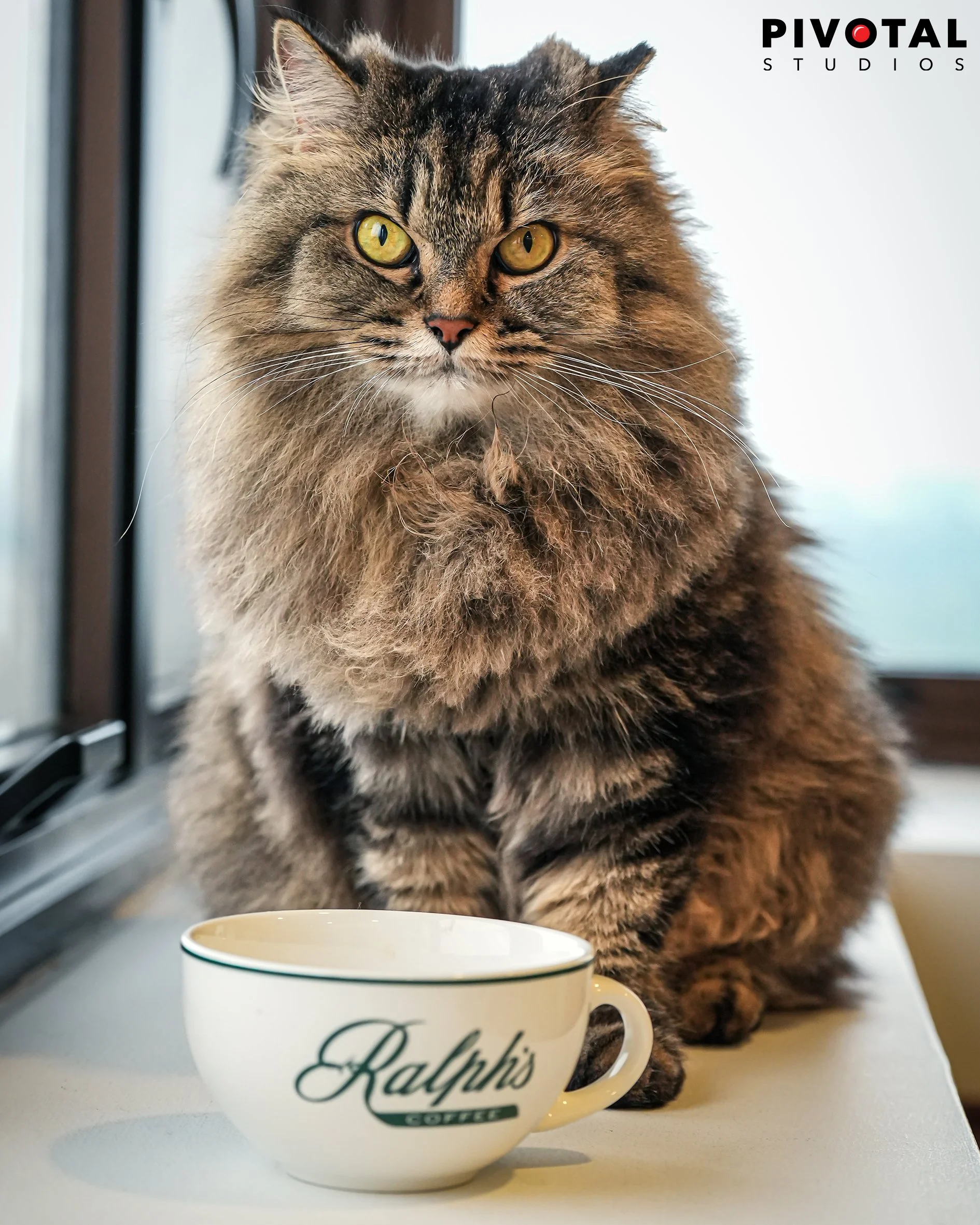 Meow_23.jpg