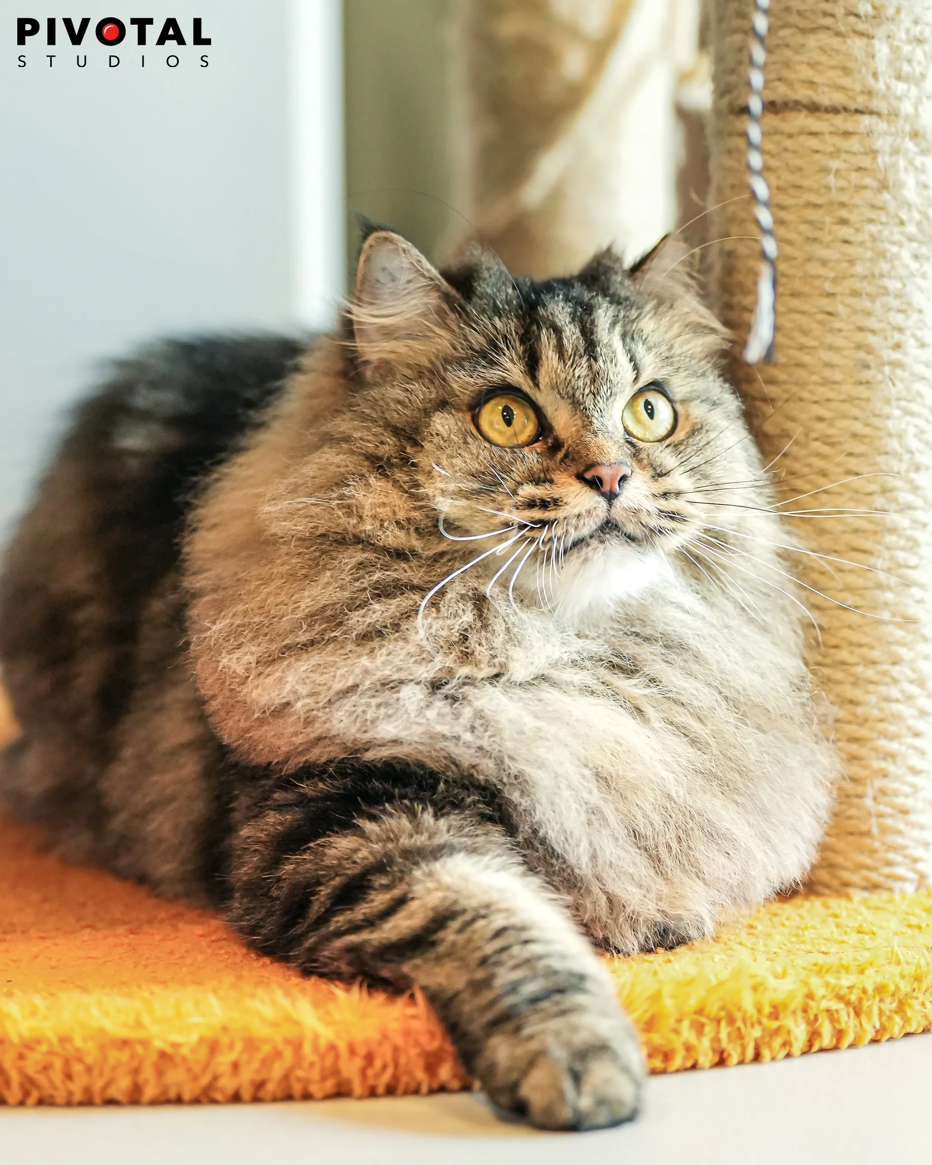 Meow_10.jpg