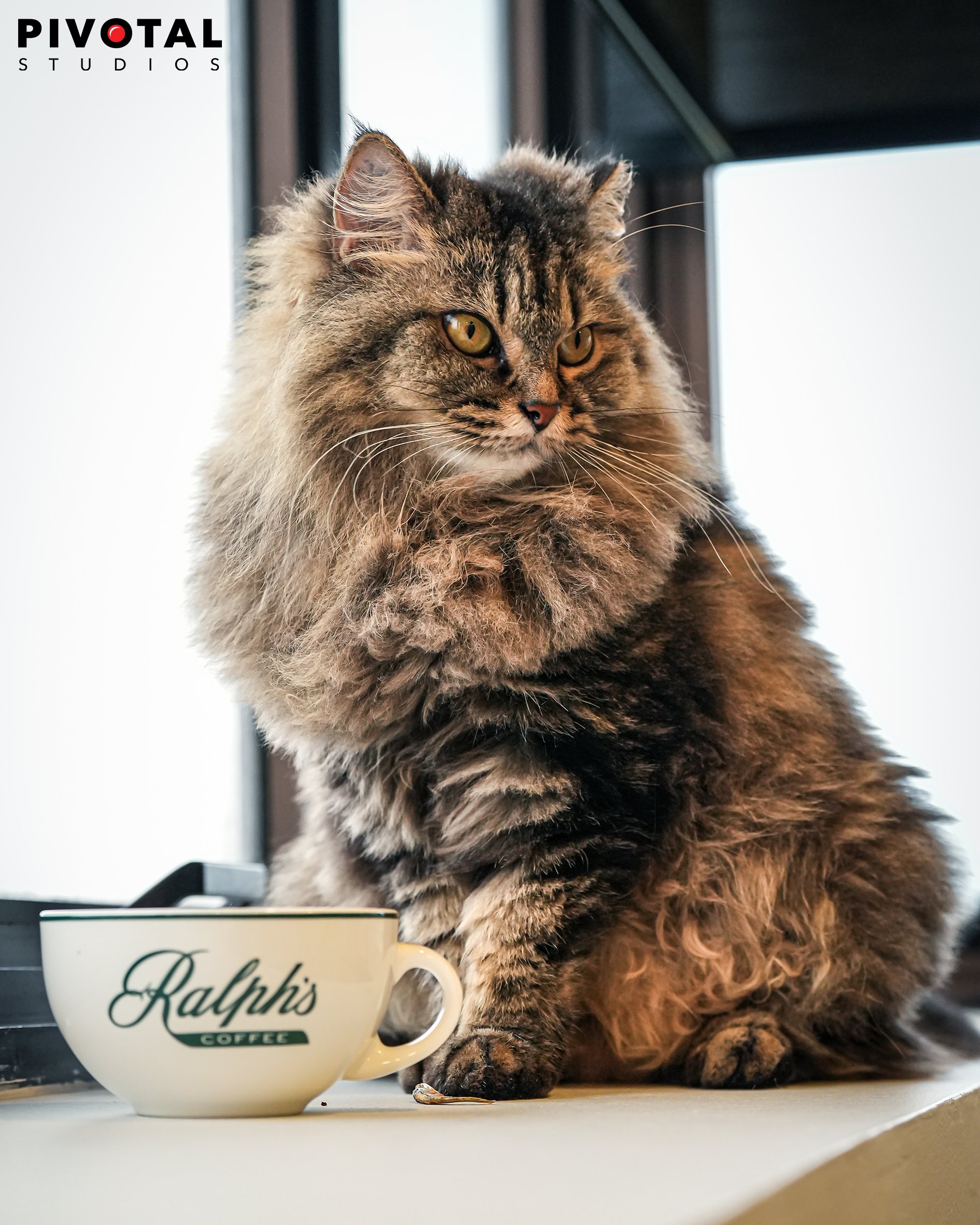 Meow_25.jpg