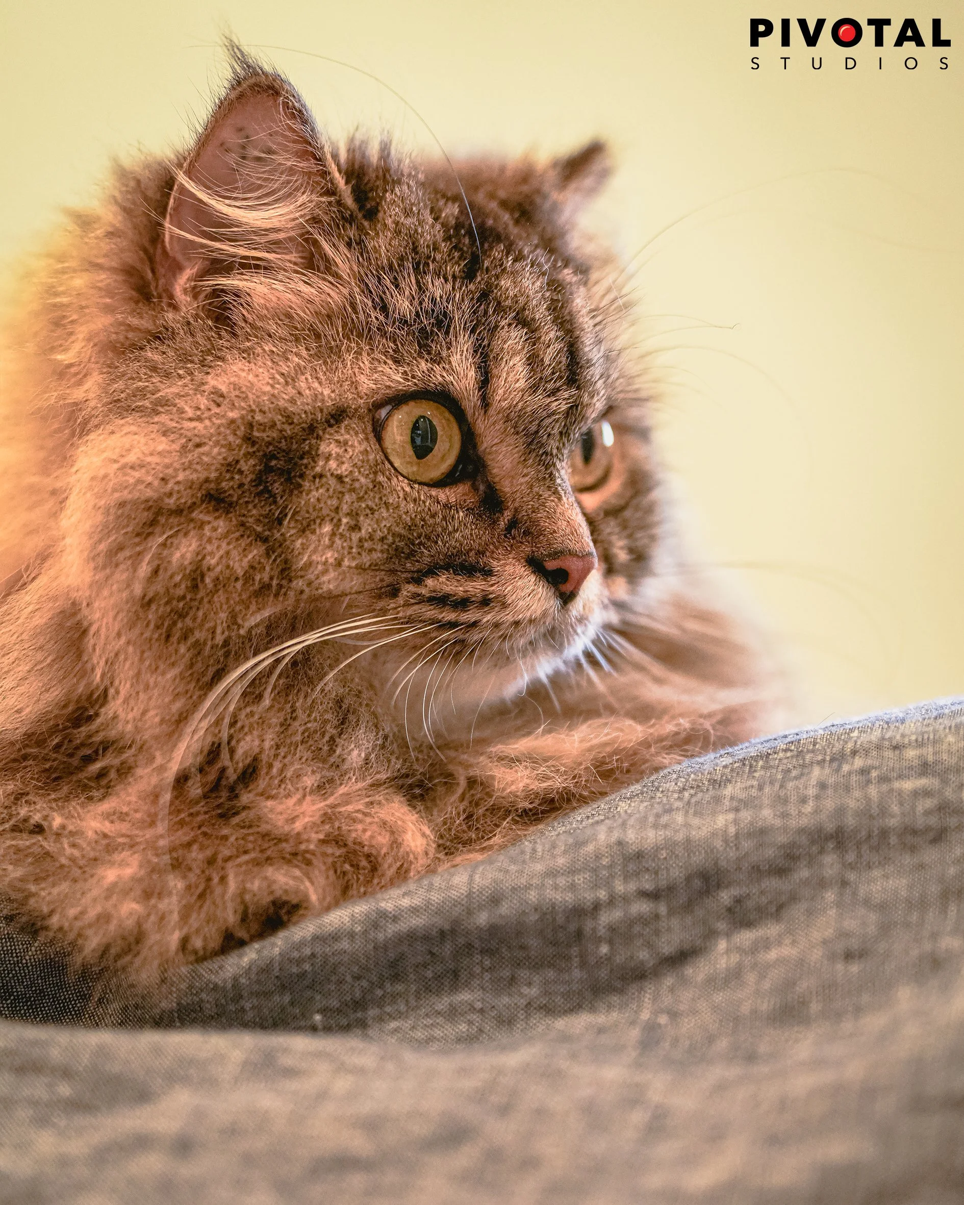 Meow_06.jpg