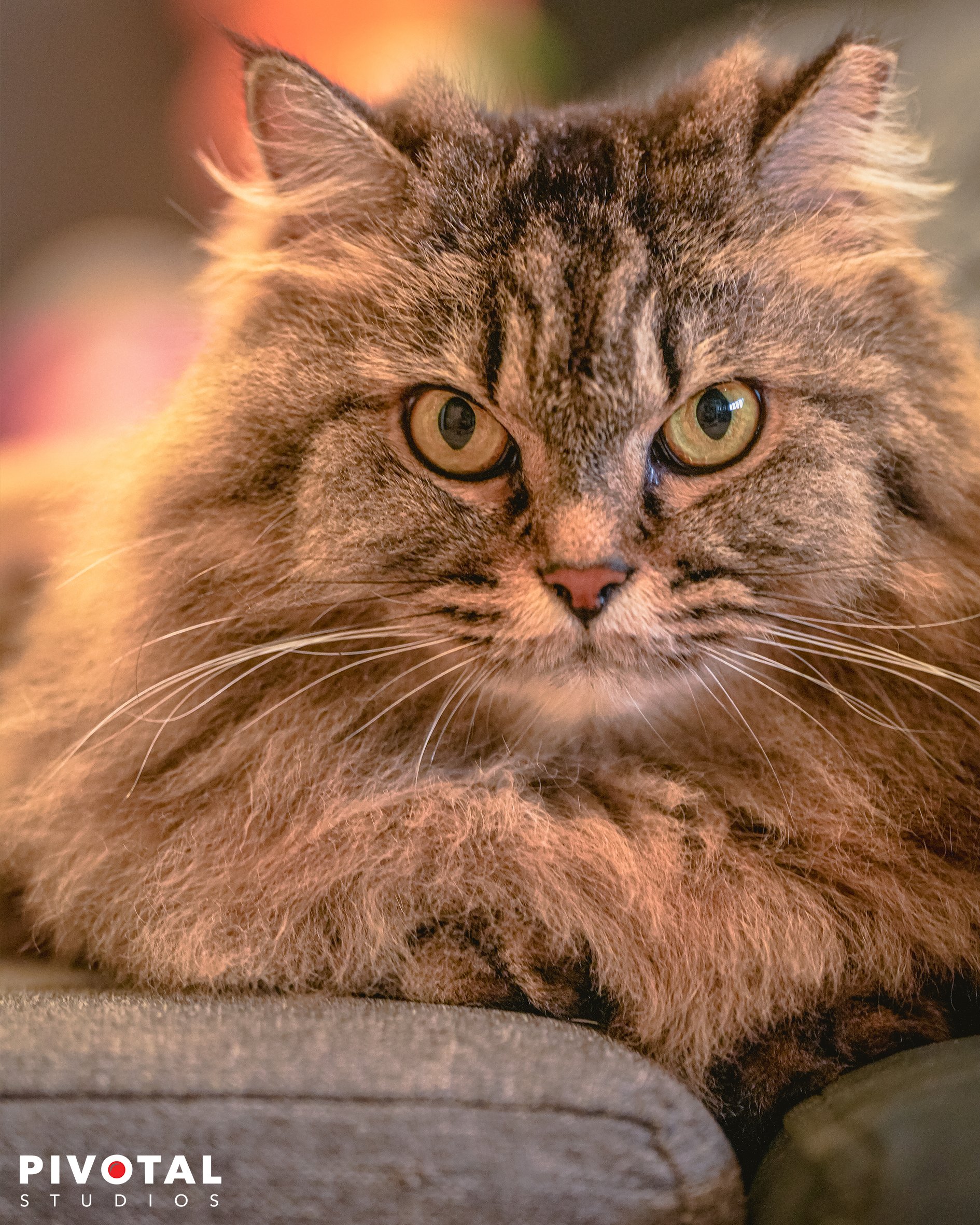Meow_08.jpg