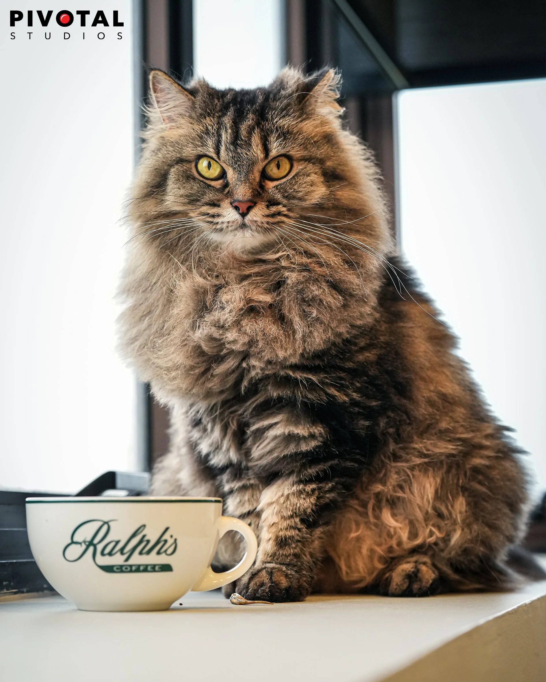 Meow_24.jpg